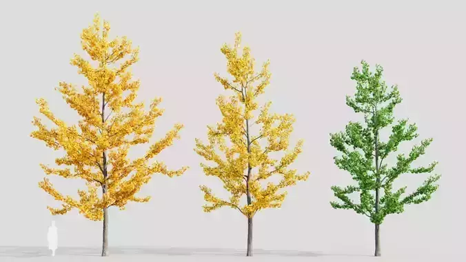 Ginkgo biloba d 3D model