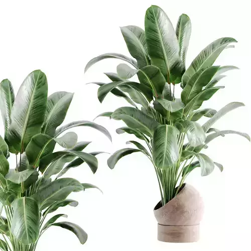 indoor plant Set 122