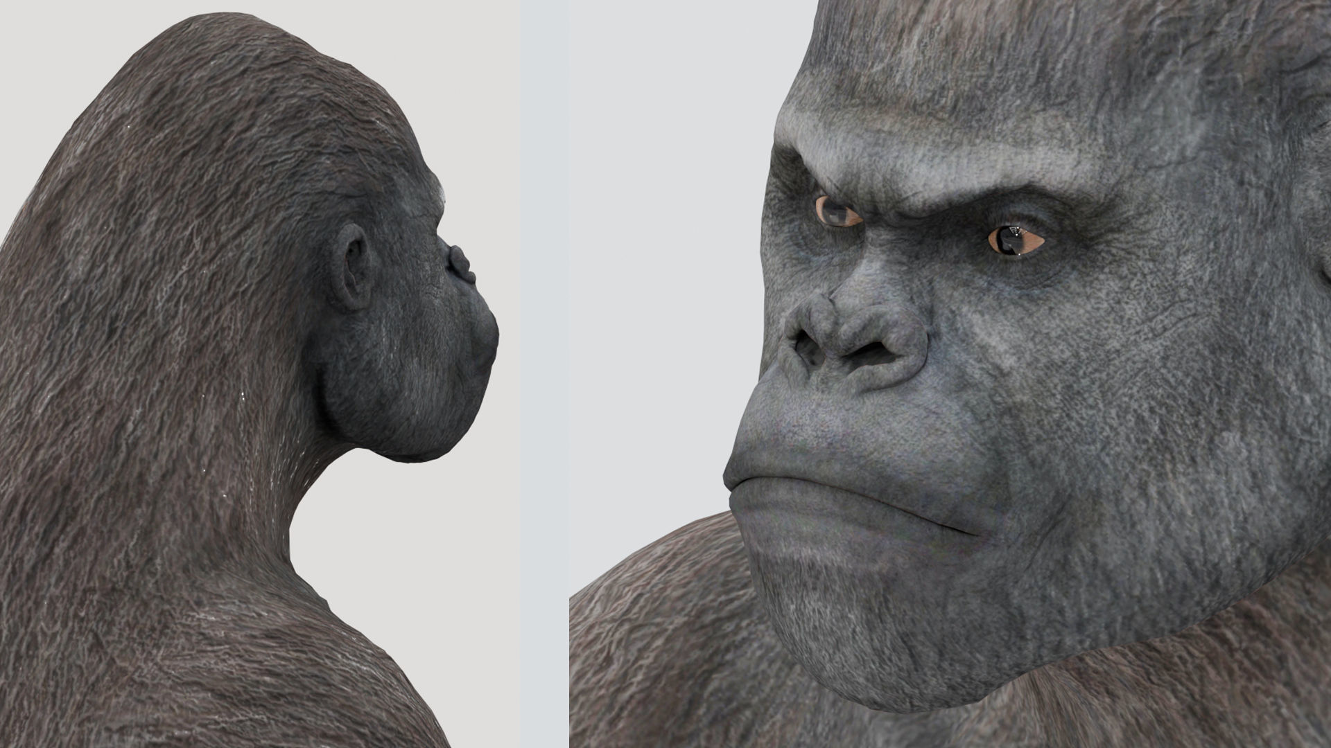 Gorilla 3D Model 3D model_9