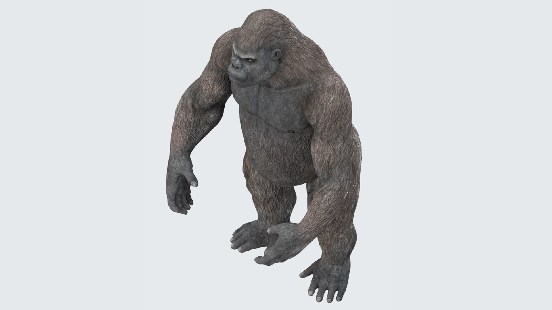Gorilla 3D Model 3D model_2