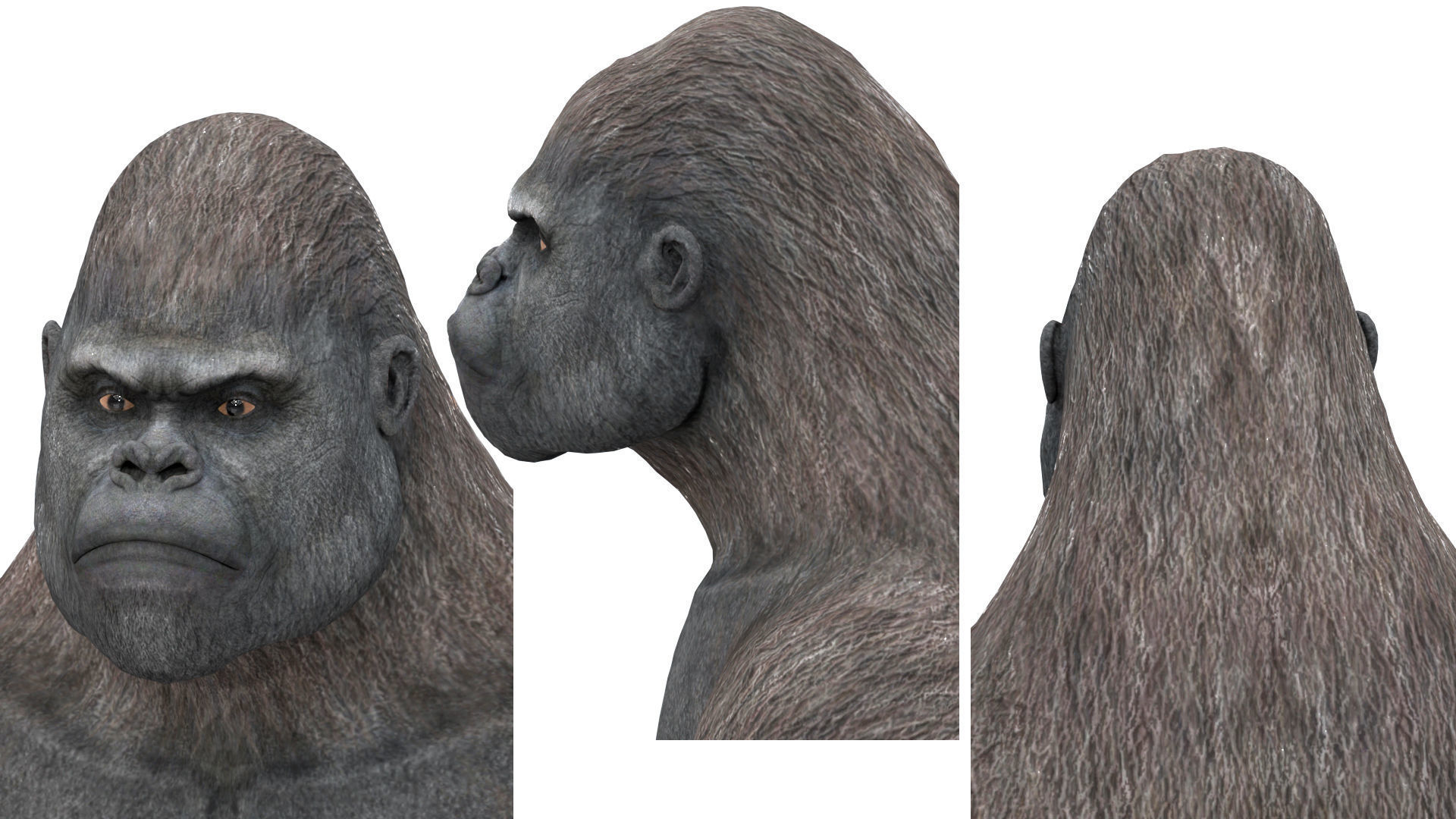 Gorilla 3D Model 3D model_10