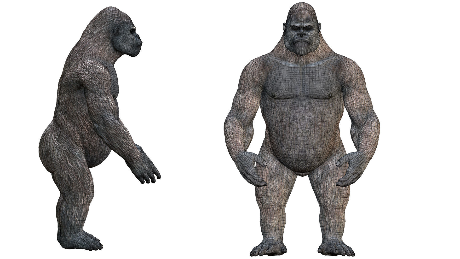 Gorilla 3D Model 3D model_30