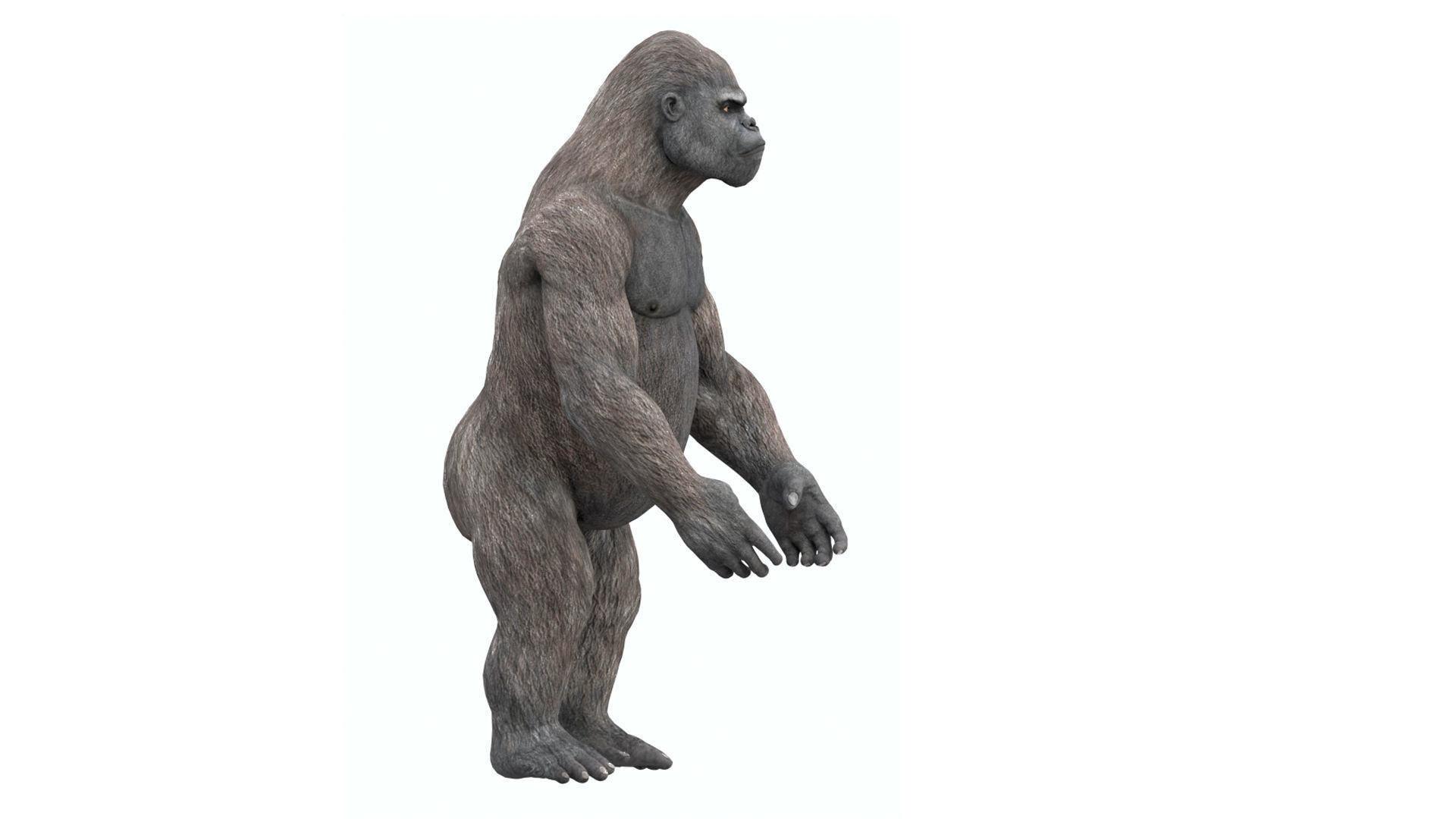 Gorilla 3D Model 3D model_20
