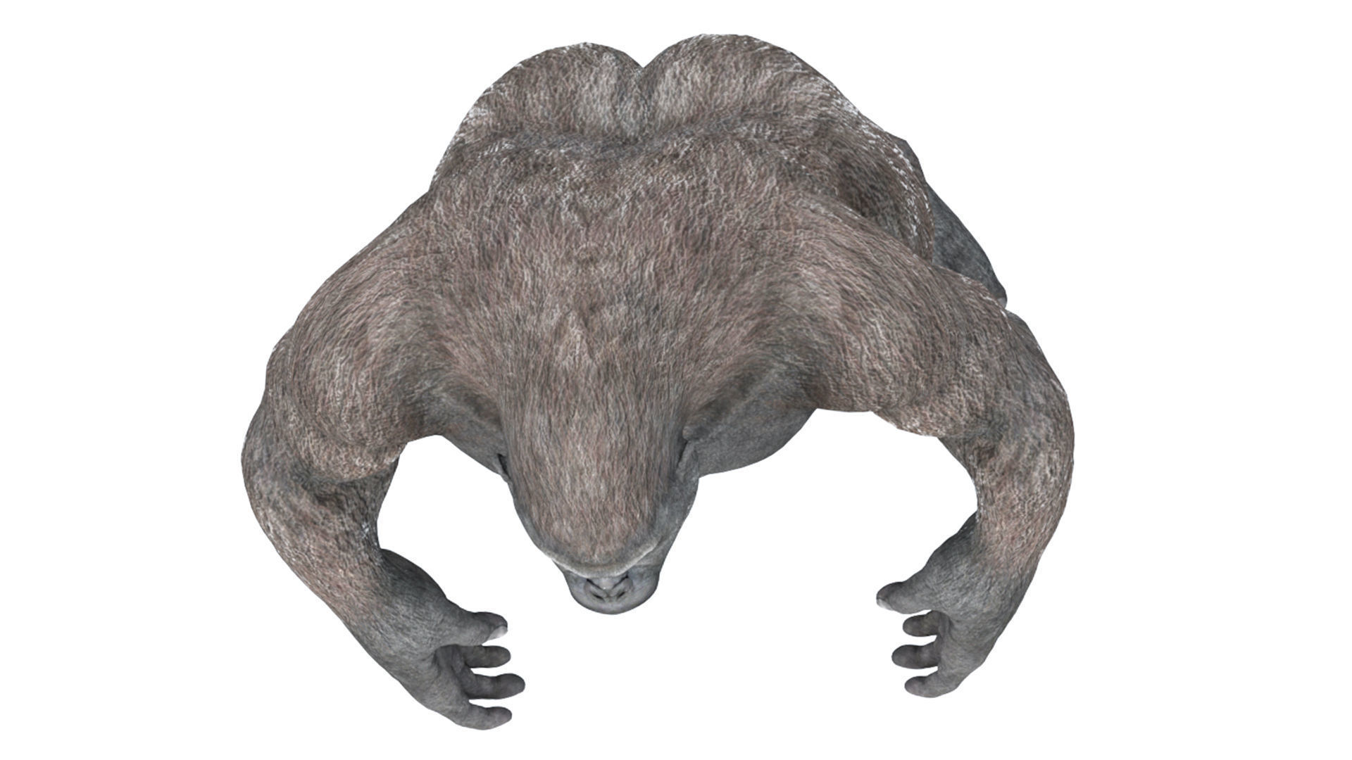 Gorilla 3D Model 3D model_24