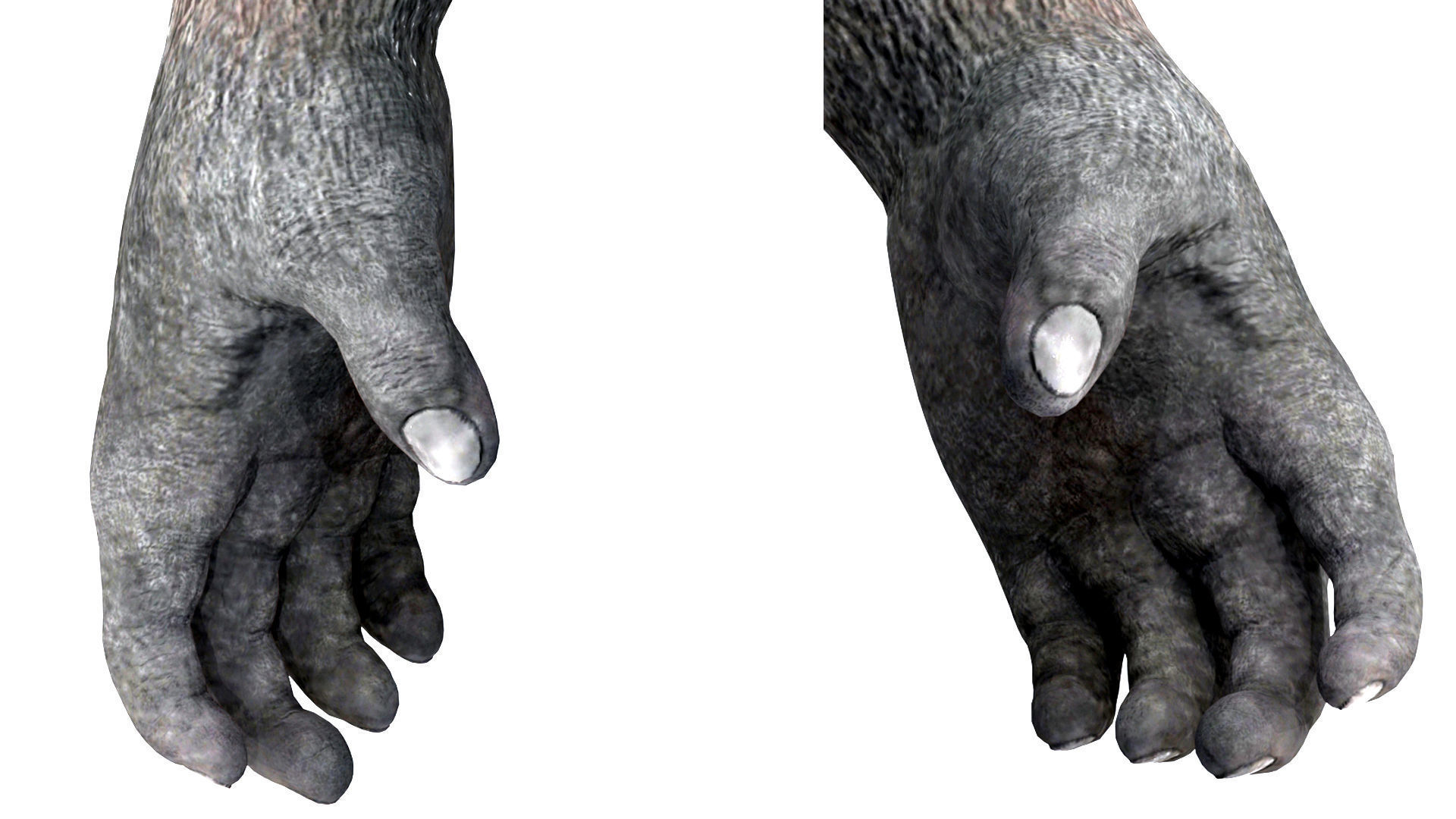 Gorilla 3D Model 3D model_6