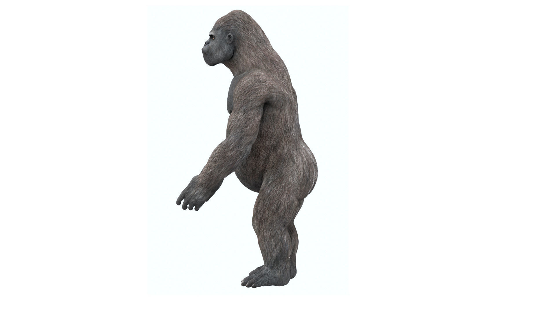 Gorilla 3D Model 3D model_12