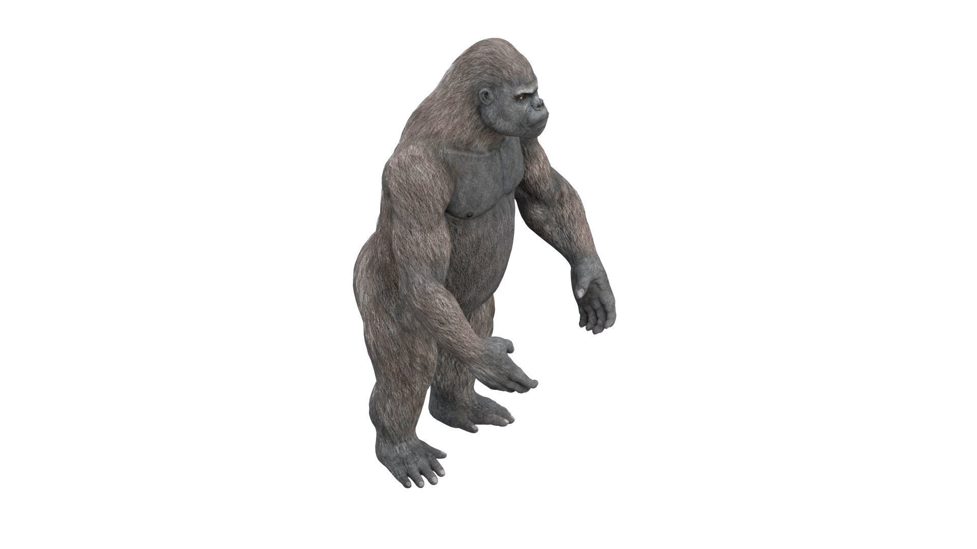 Gorilla 3D Model 3D model_21