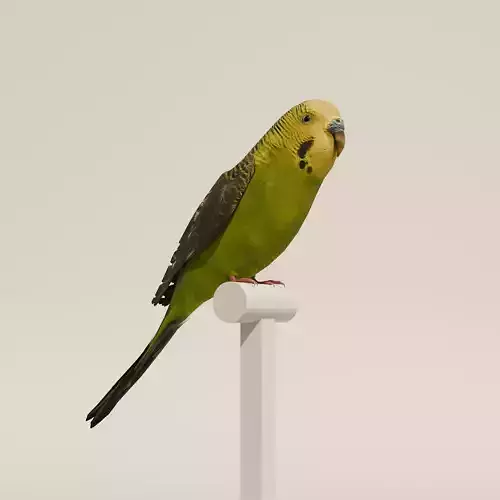 Parakeet Budgie Bird model realistic