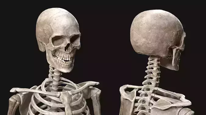 skeleton 3d model Low-poly 3D model