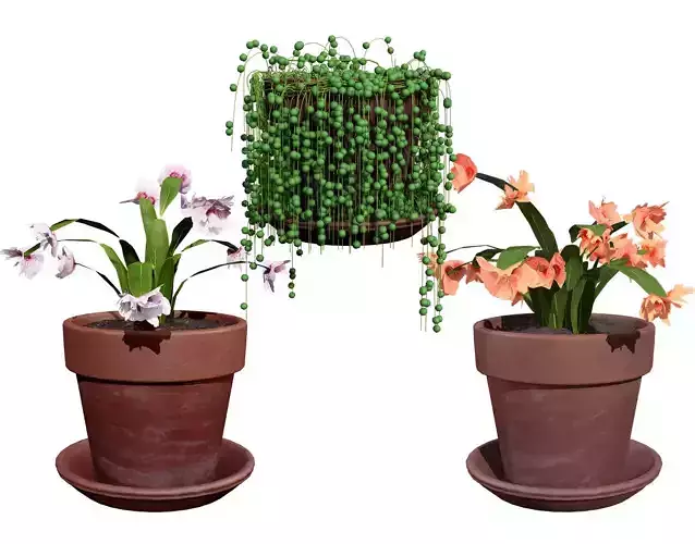 Schlumbergera Cactus 3D Model Low-poly 3D model
