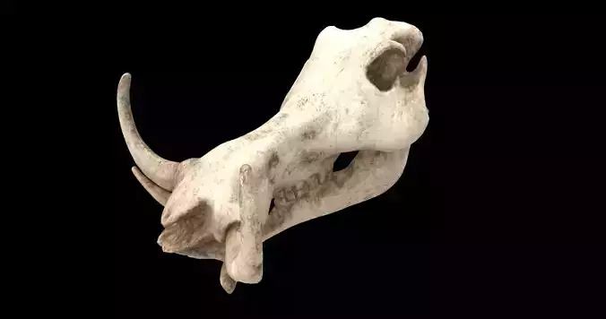 warthog skull