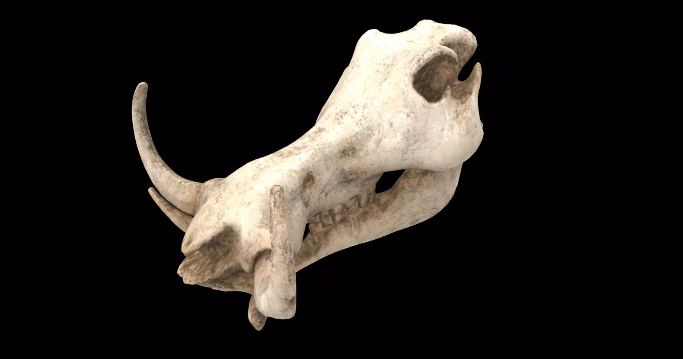 warthog skull 3D model