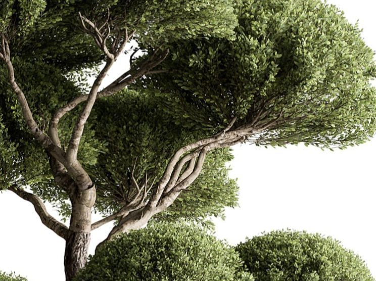 Topiary Ball - Indoor tree 3d model 3D model_2