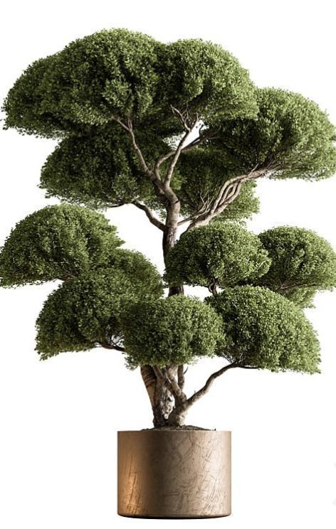 Topiary Ball - Indoor tree 3d model 3D model_3