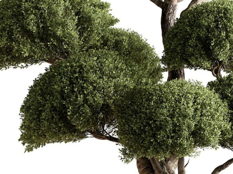 Topiary Ball - Indoor tree 3d model 3D model_1