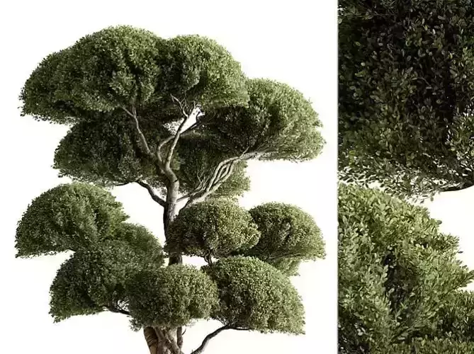 Topiary Ball - Indoor tree 3d model