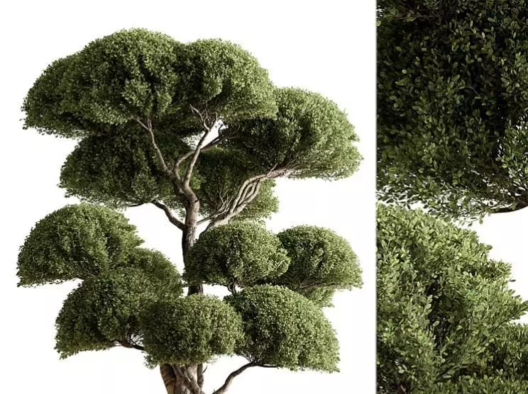 Topiary Ball - Indoor tree 3d model 3D model_0