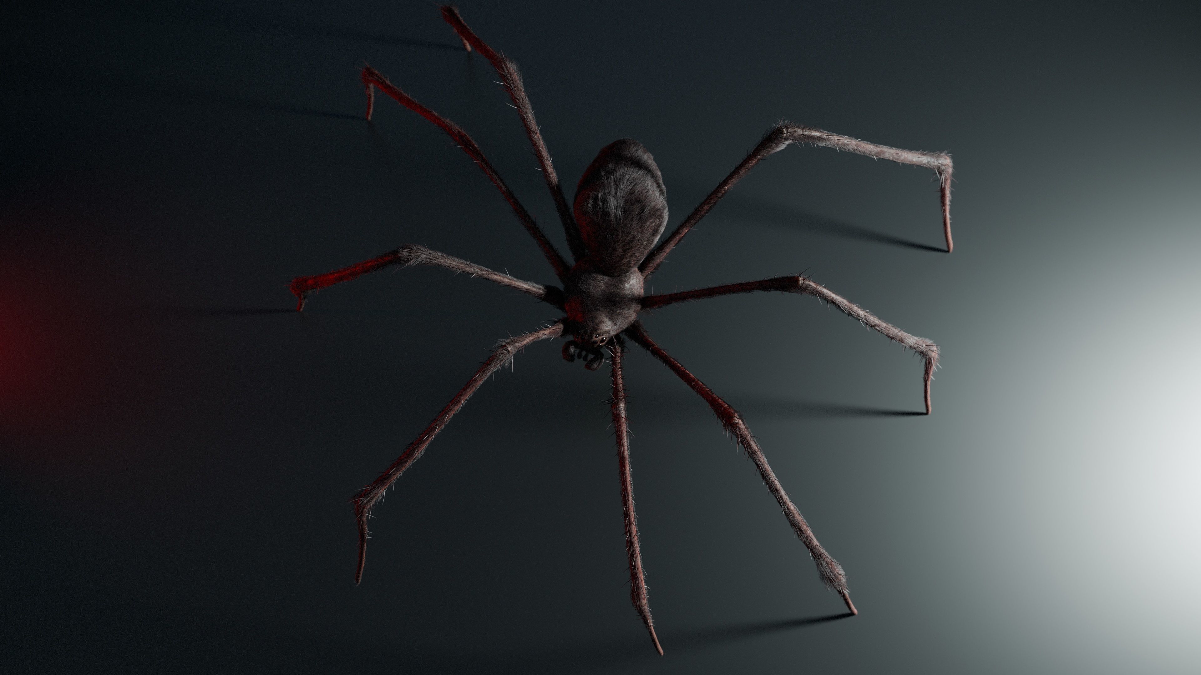 Giant Spider 3D model_4