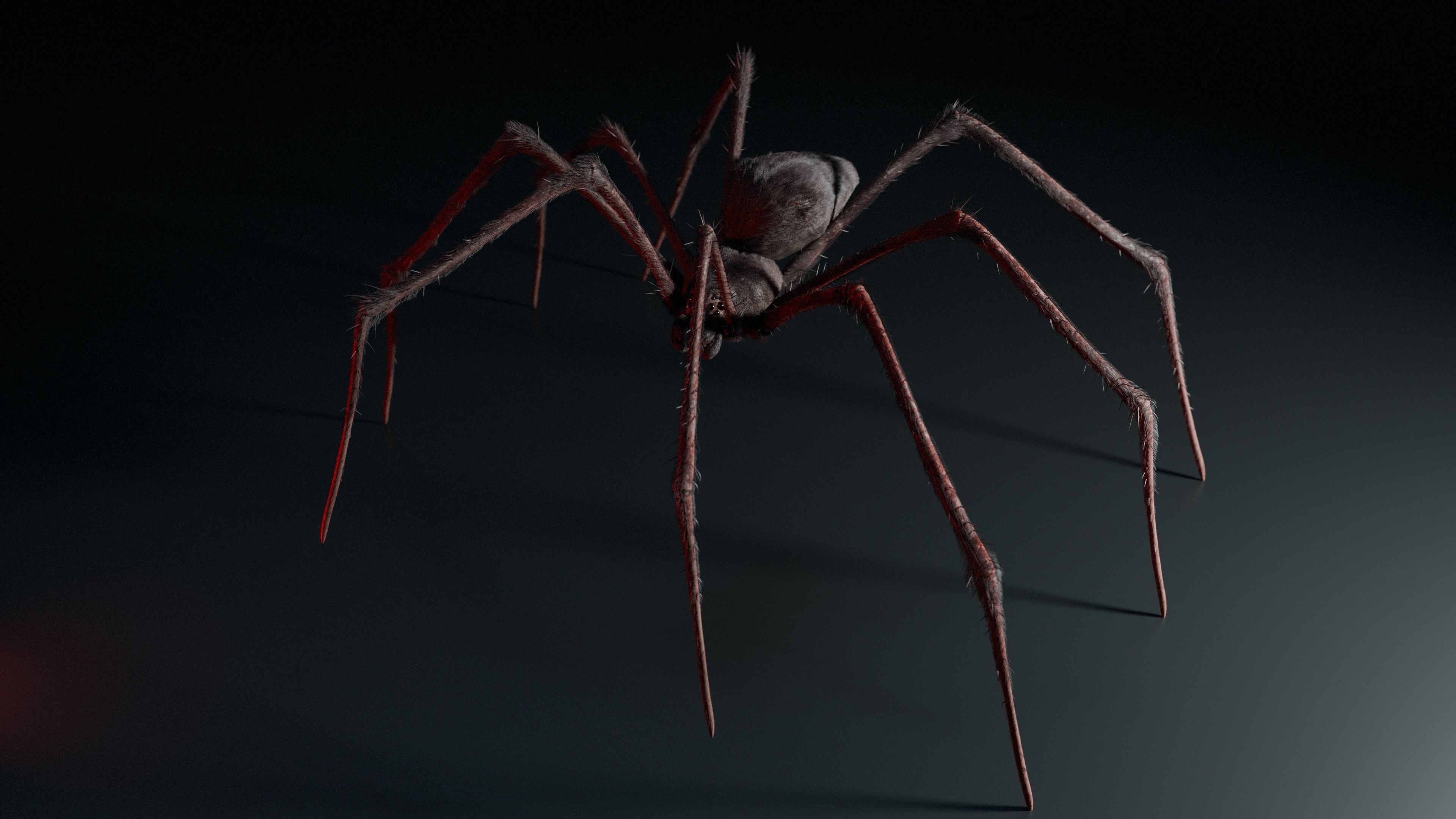 Giant Spider 3D model_1