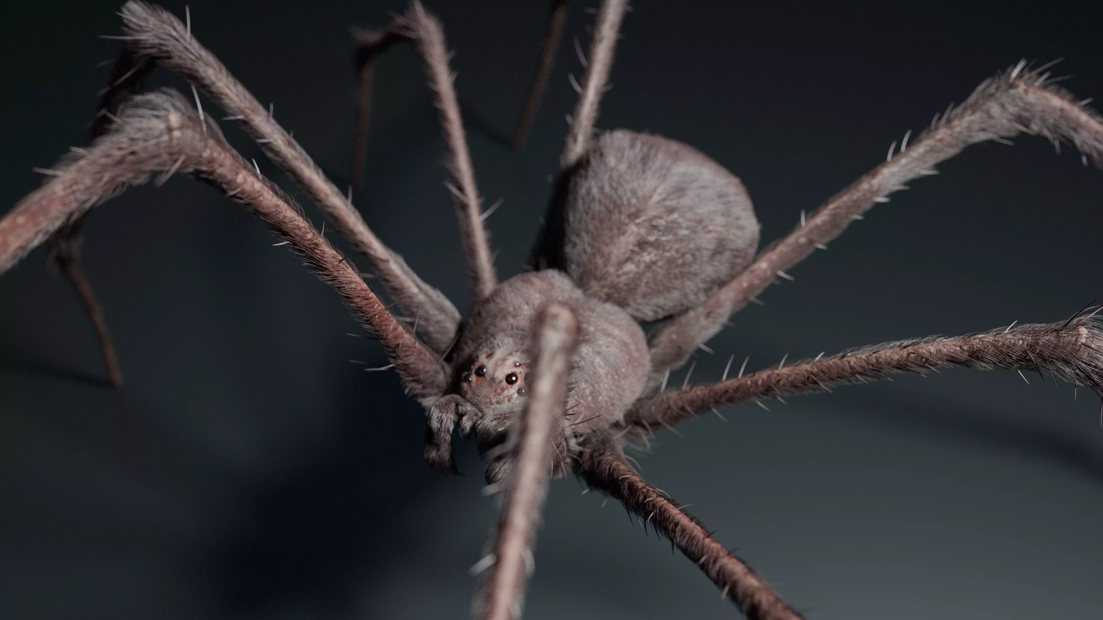 Giant Spider 3D model_0