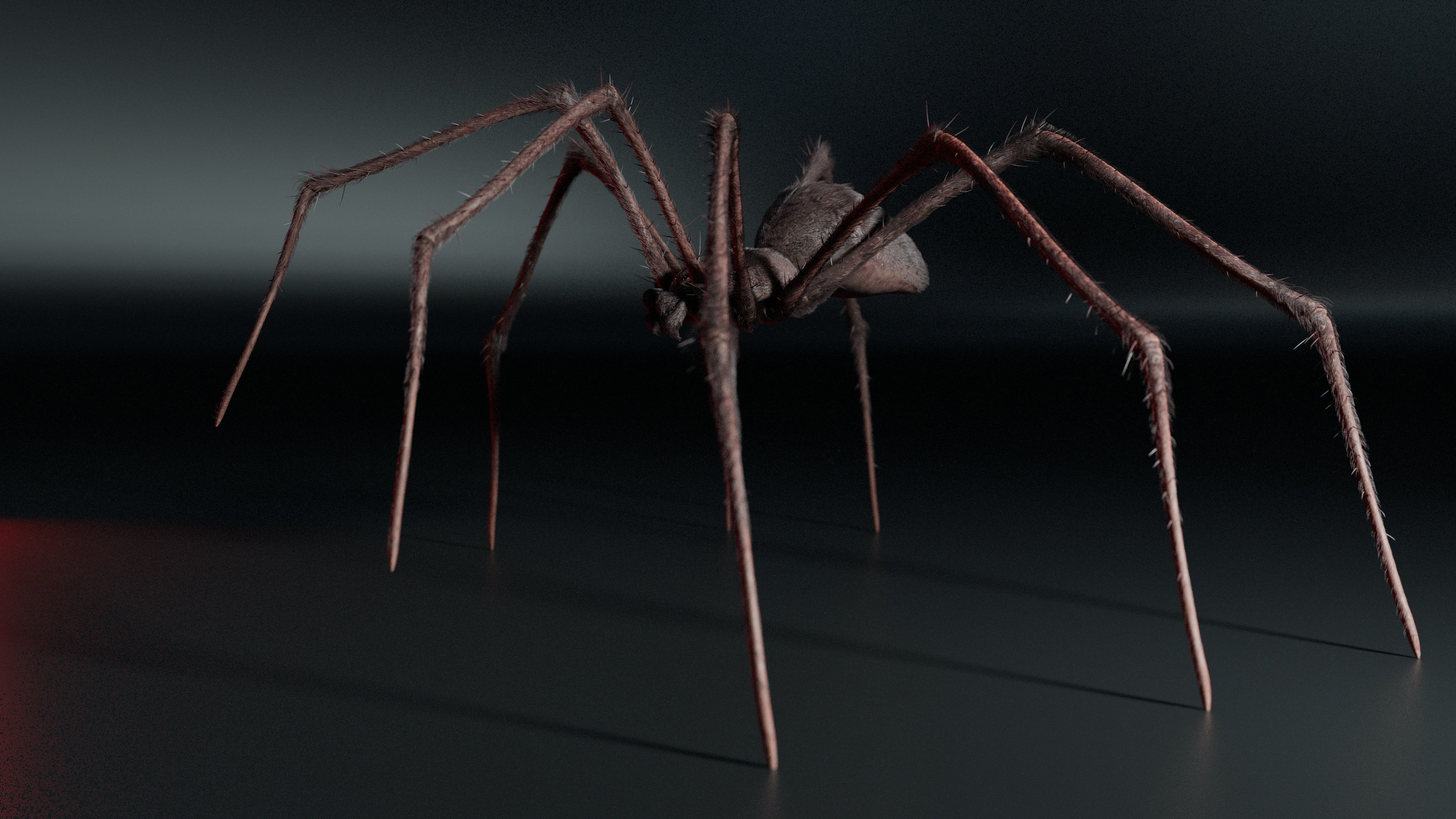 Giant Spider 3D model_3