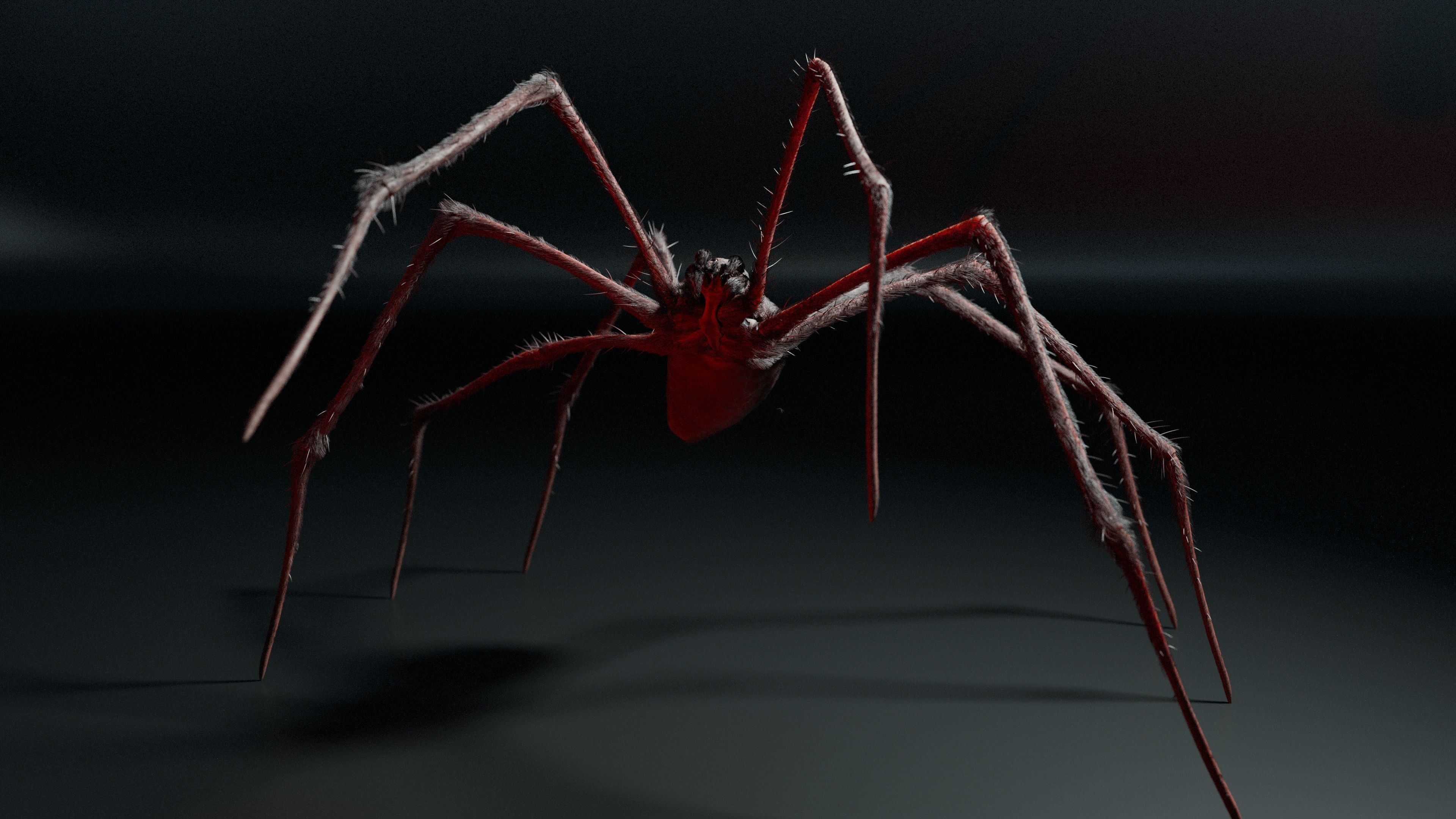 Giant Spider 3D model_7