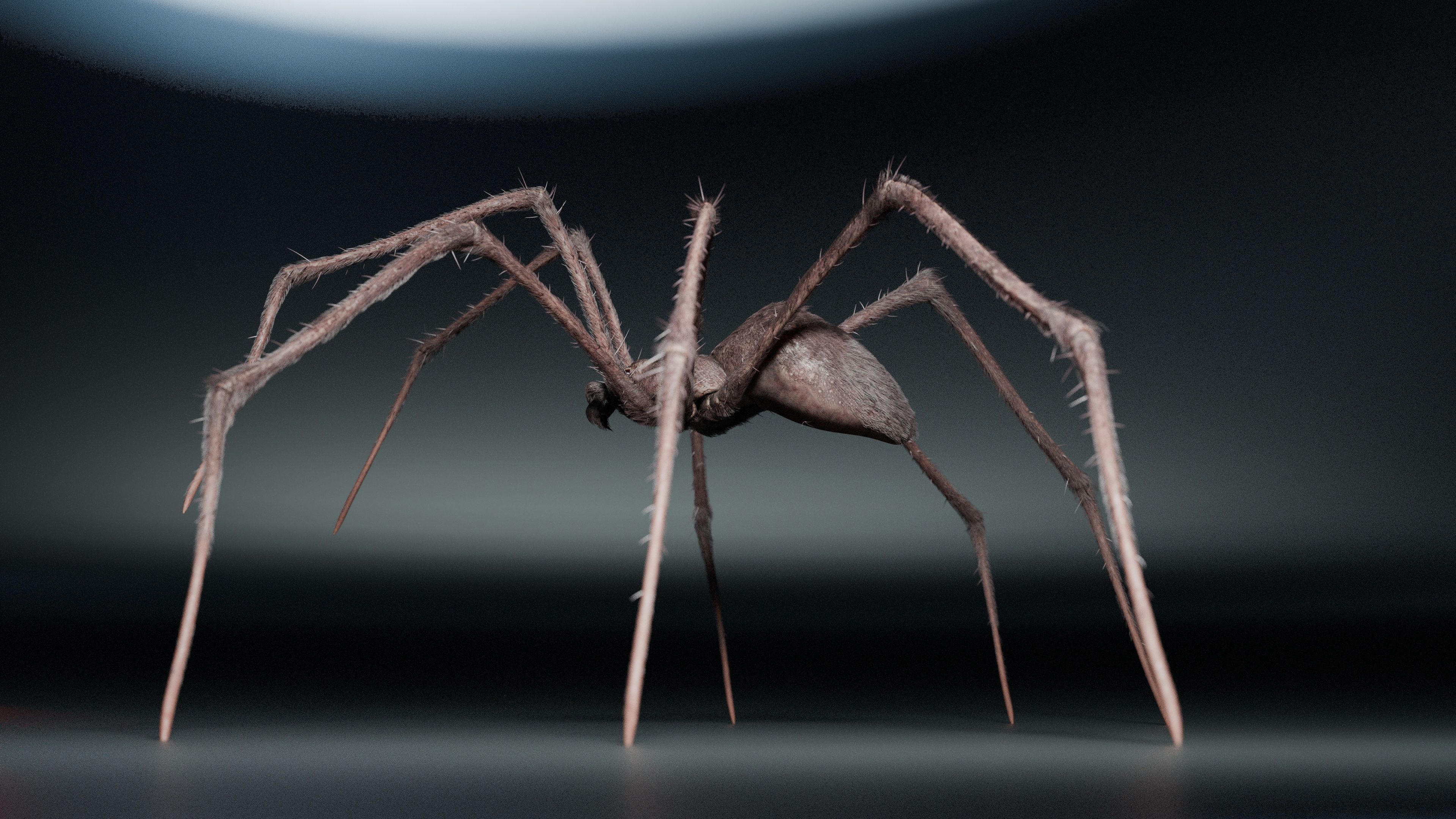 Giant Spider 3D model_5