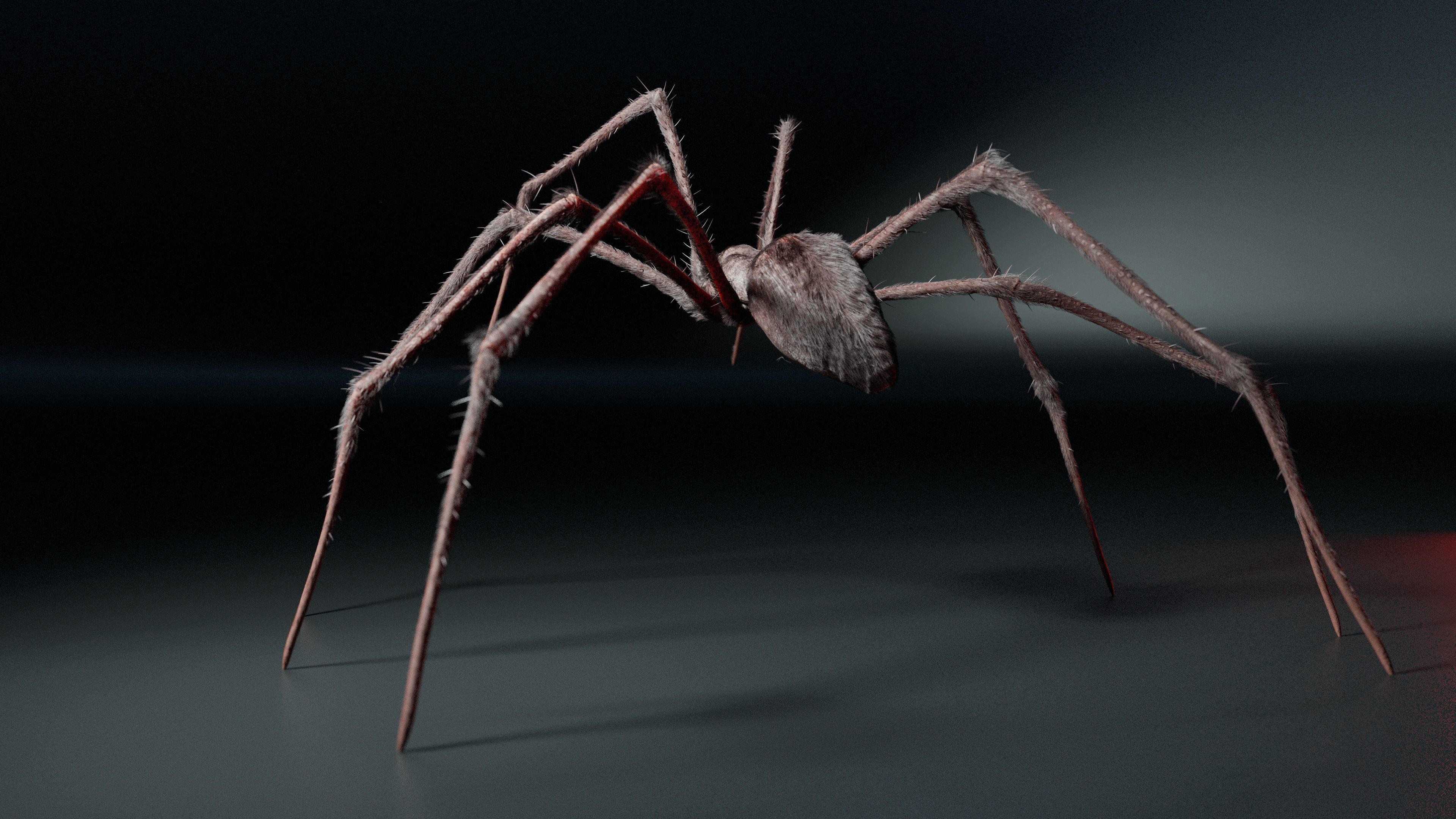 Giant Spider 3D model_6