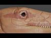 Coelophysis Low-poly 3D model_2
