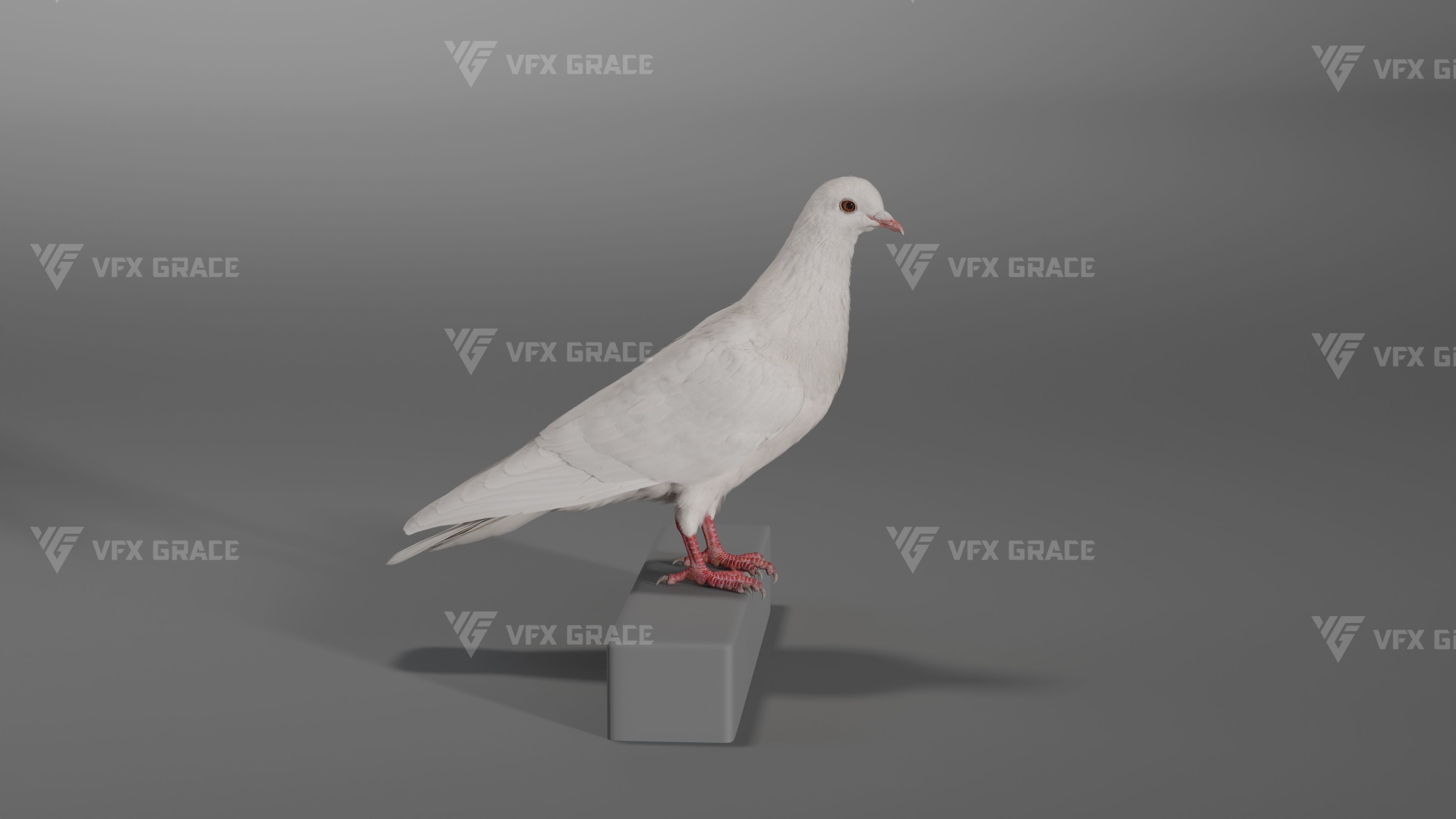 White Pigeon Animation -  VFX Grace 3D model_7