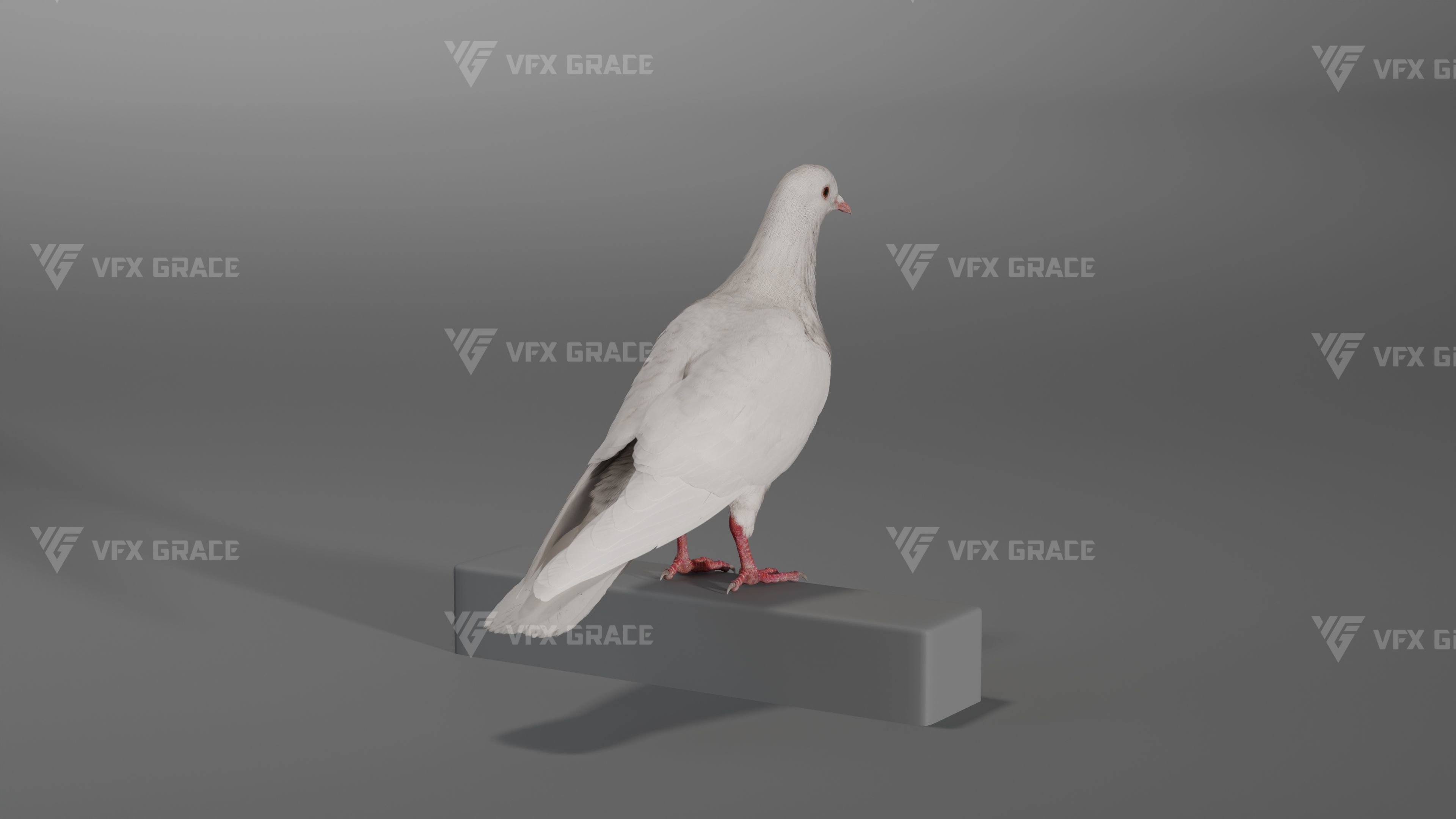 White Pigeon Animation -  VFX Grace 3D model_8