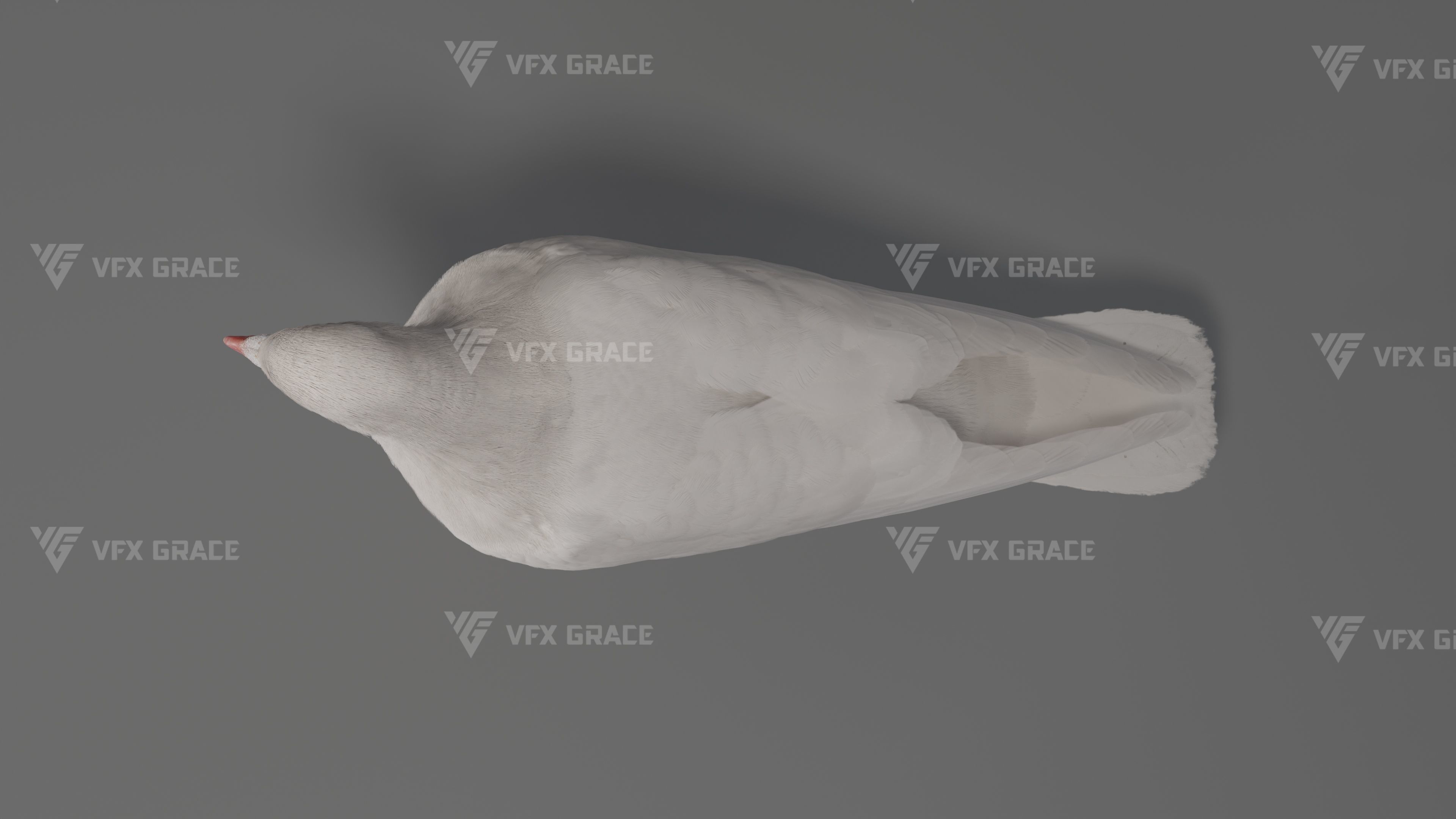 White Pigeon Animation -  VFX Grace 3D model_10