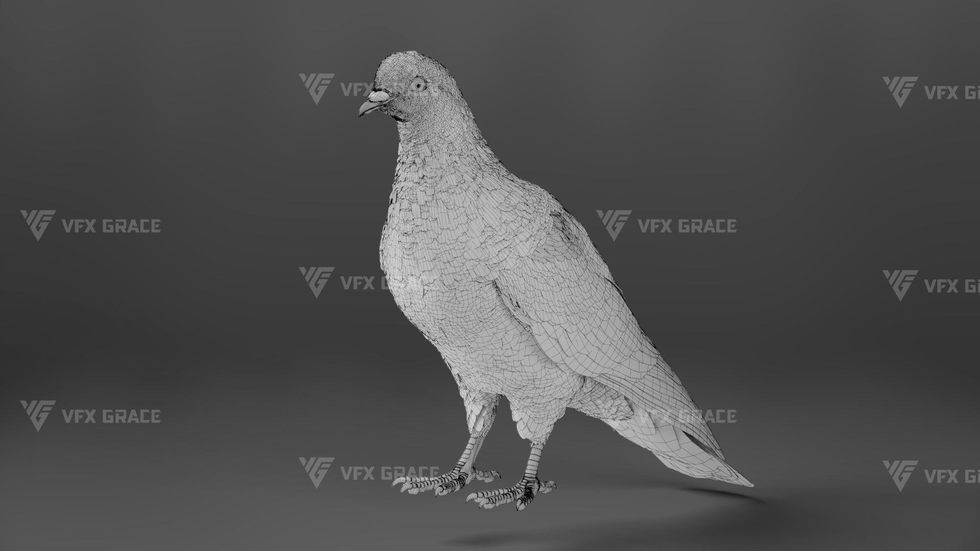 White Pigeon Animation -  VFX Grace 3D model_15