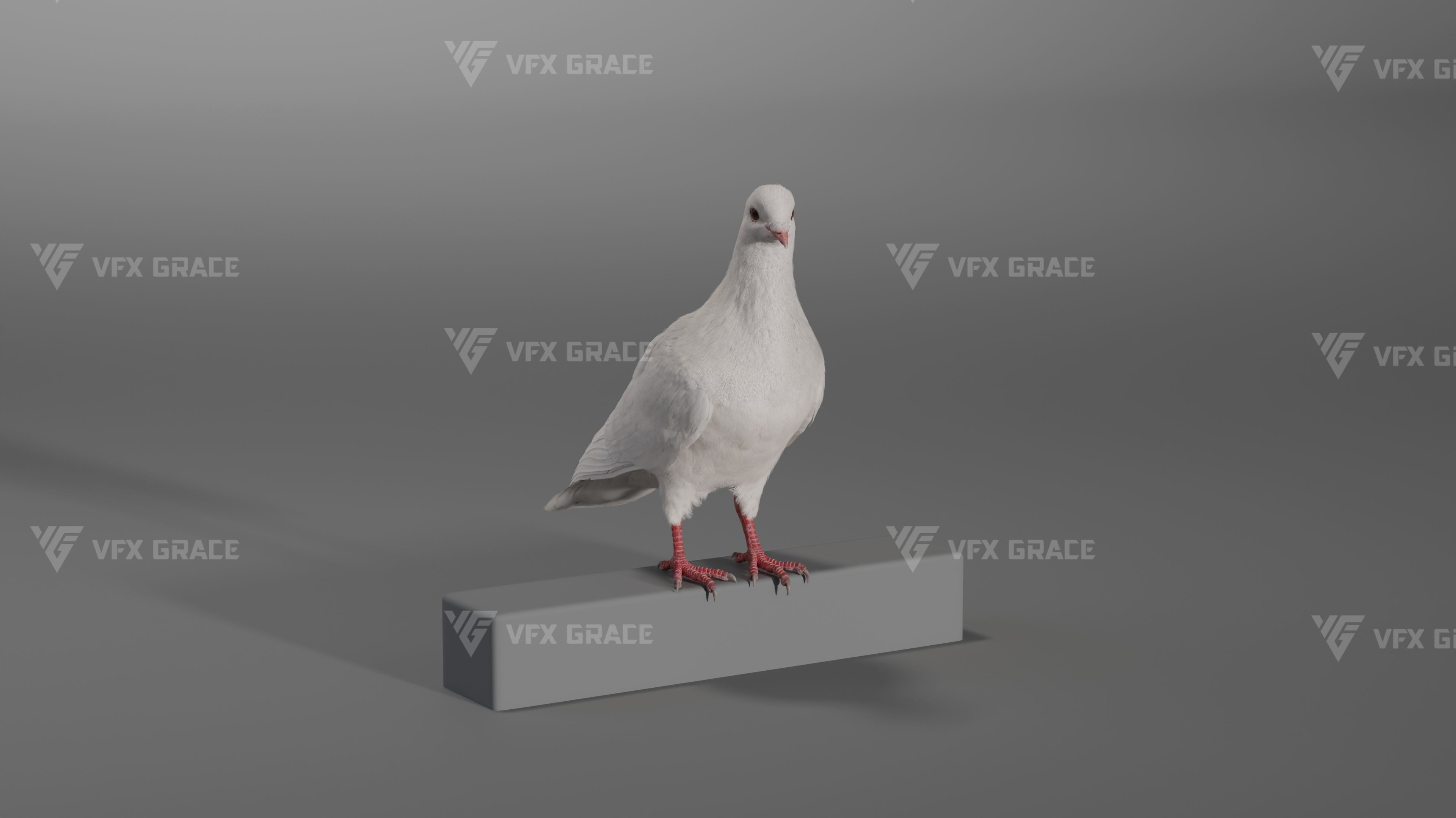 White Pigeon Animation -  VFX Grace 3D model_6