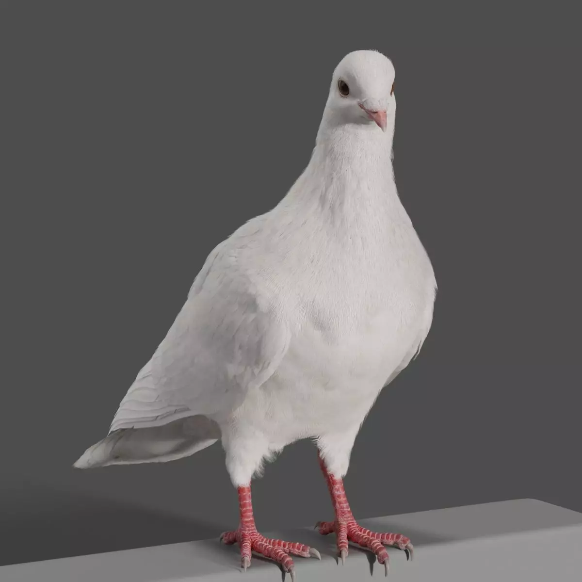 White Pigeon Animation -  VFX Grace 3D model_0