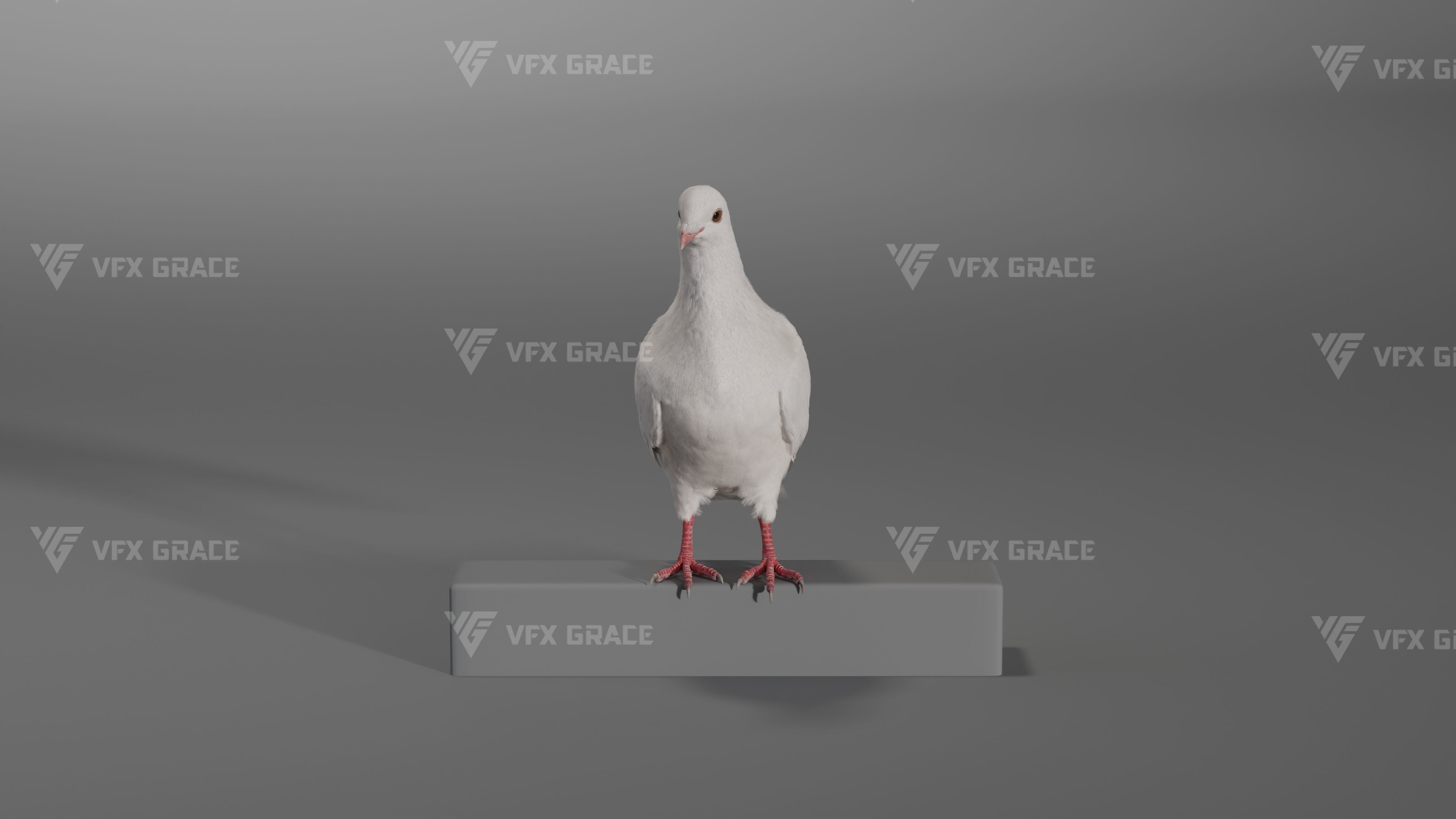 White Pigeon Animation -  VFX Grace 3D model_9