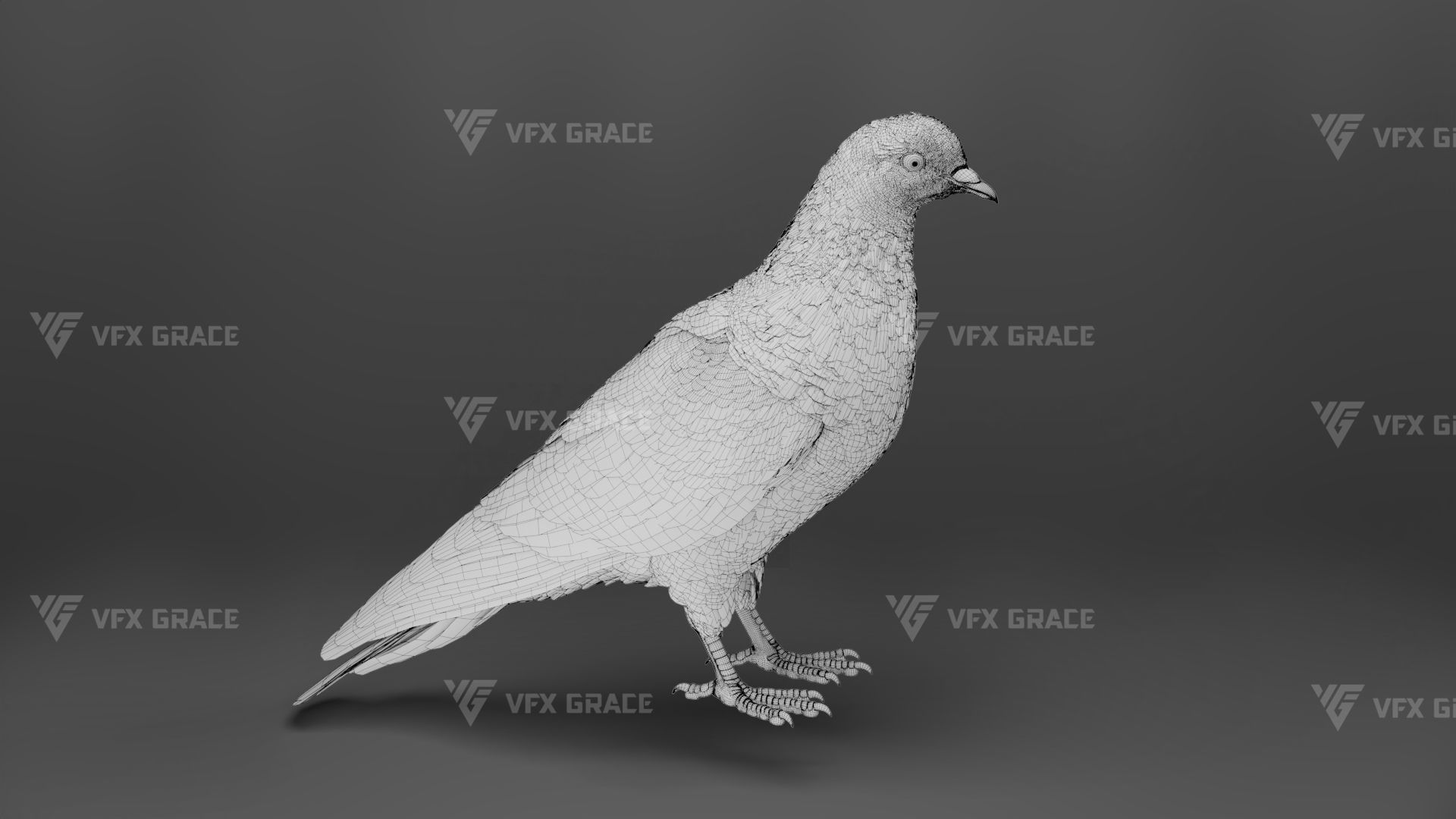 White Pigeon Animation -  VFX Grace 3D model_13