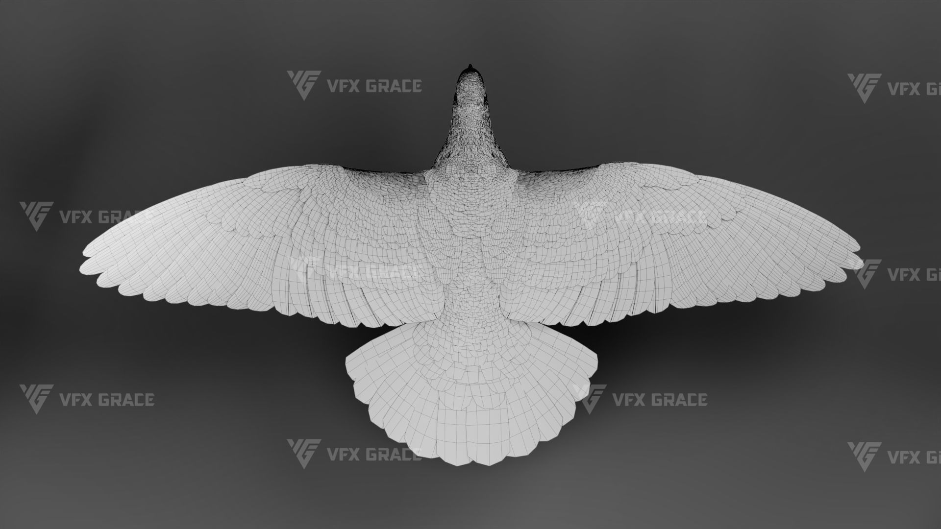 White Pigeon Animation -  VFX Grace 3D model_12