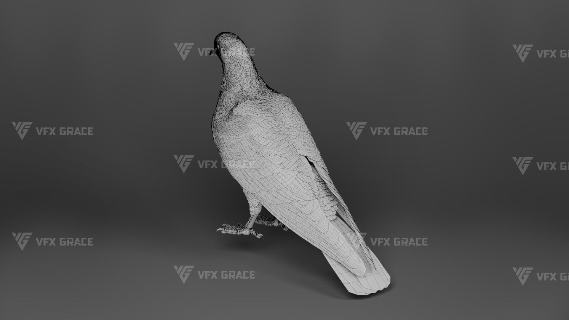 White Pigeon Animation -  VFX Grace 3D model_14