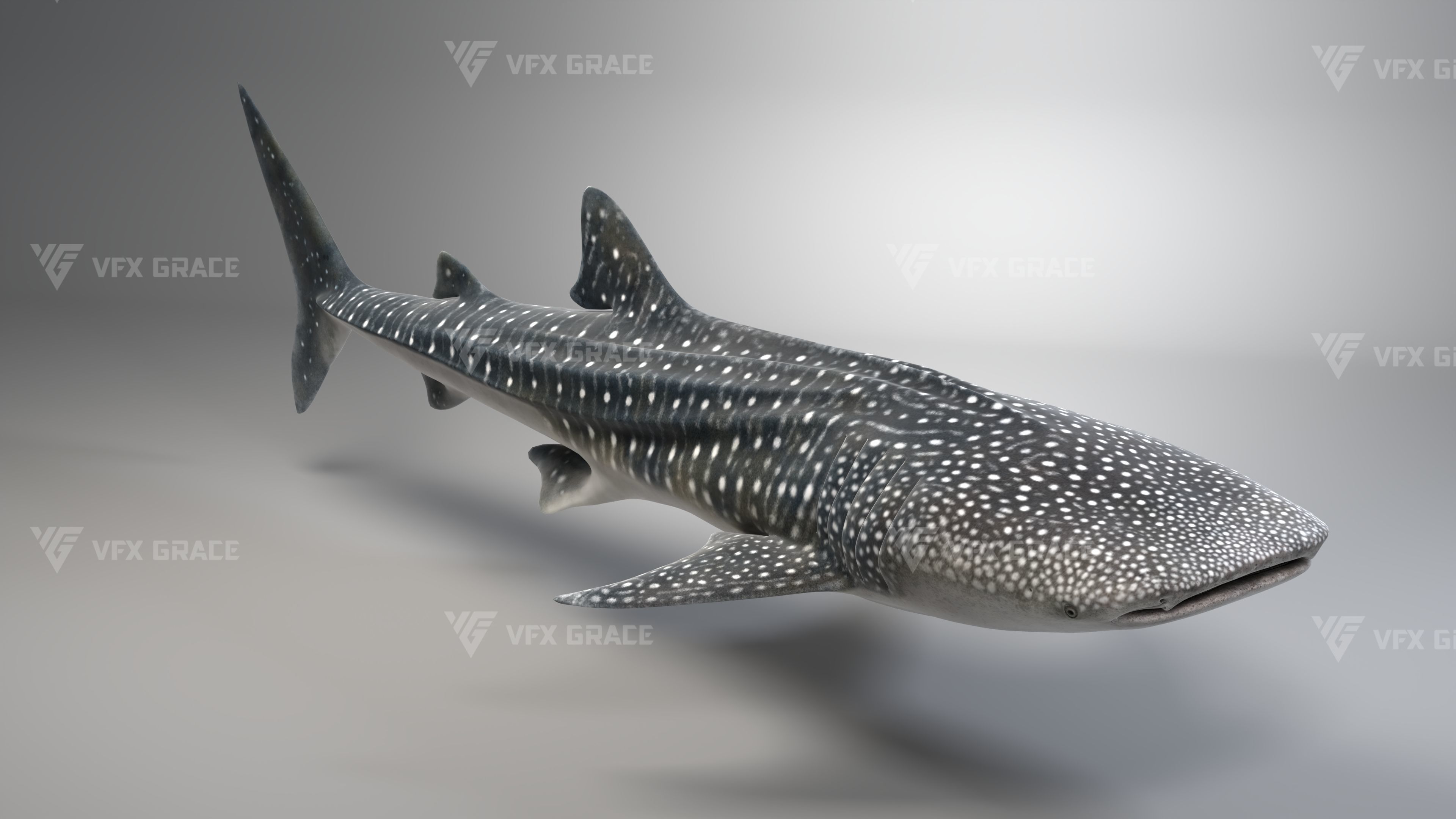 Whale Shark Animation - VFX Grace 3D model_9