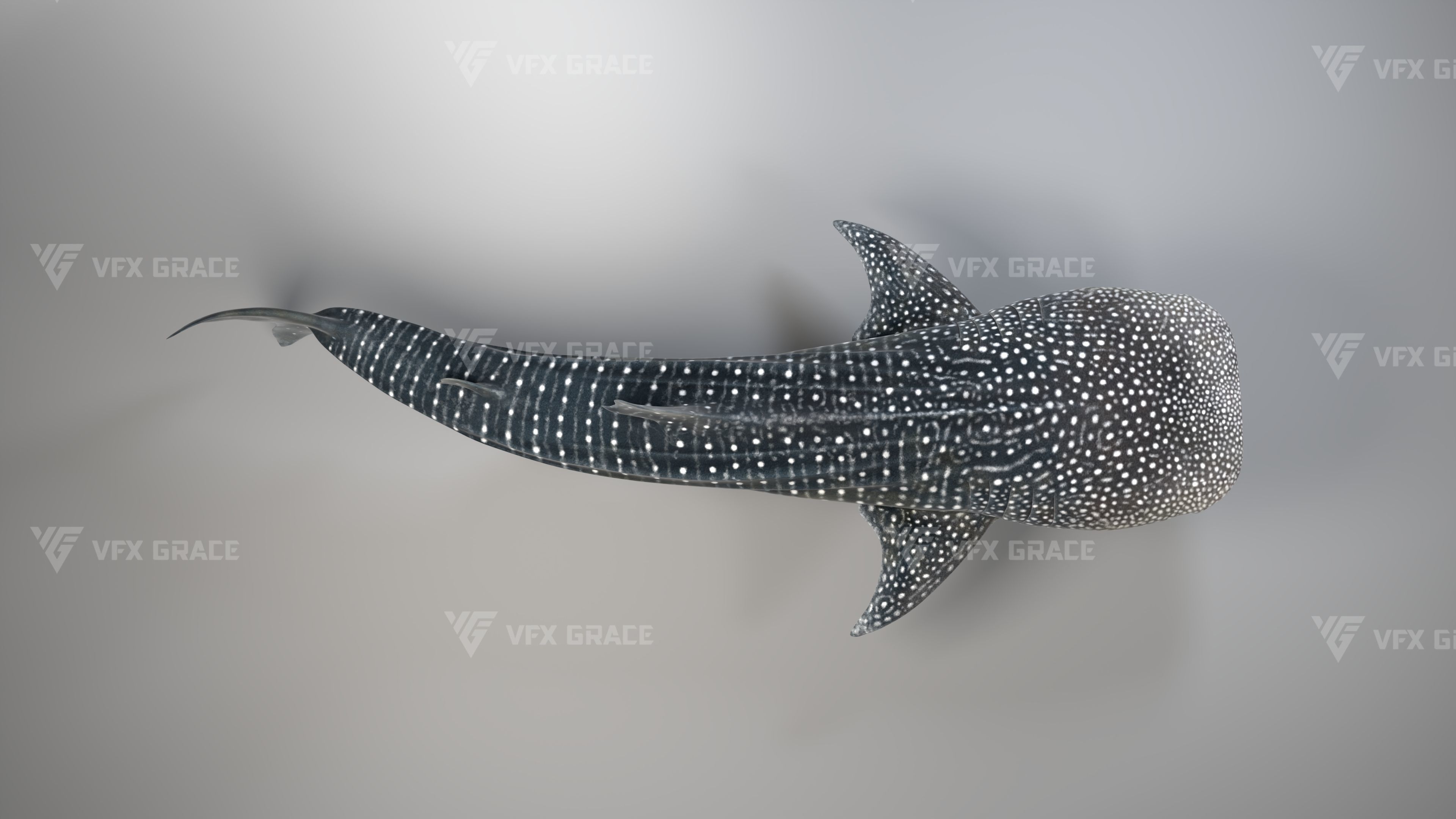 Whale Shark Animation - VFX Grace 3D model_8