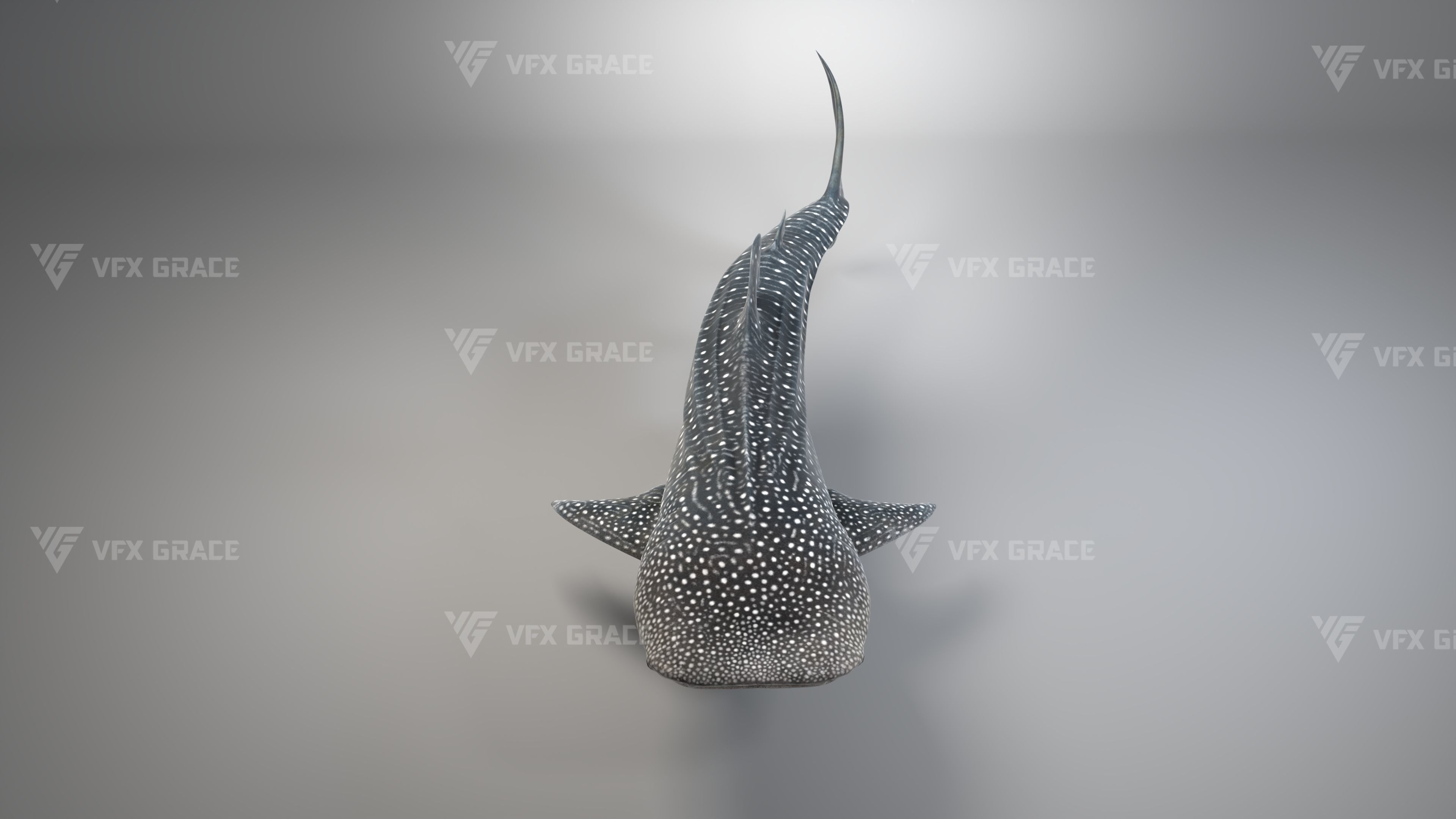 Whale Shark Animation - VFX Grace 3D model_7