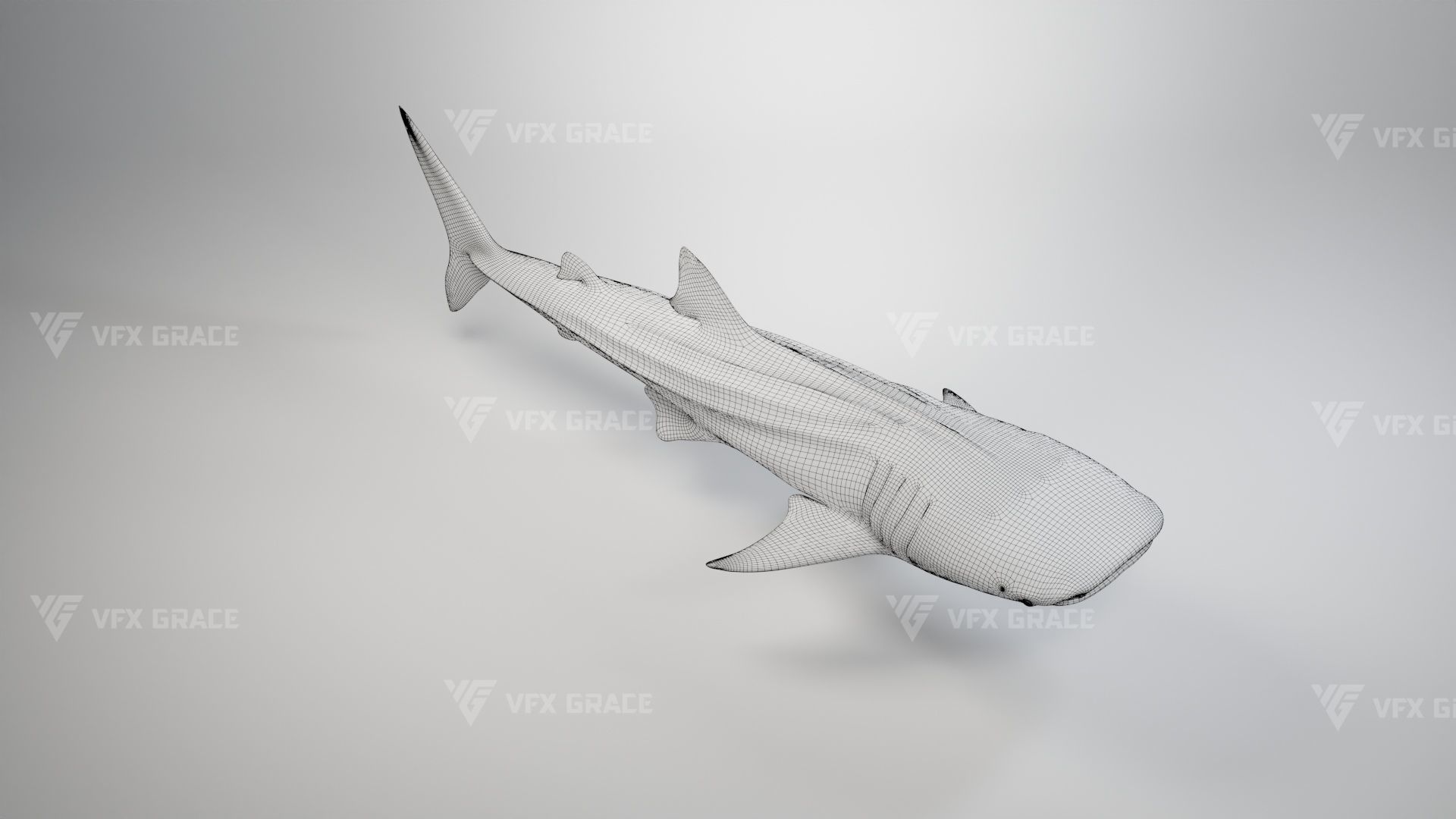 Whale Shark Animation - VFX Grace 3D model_14