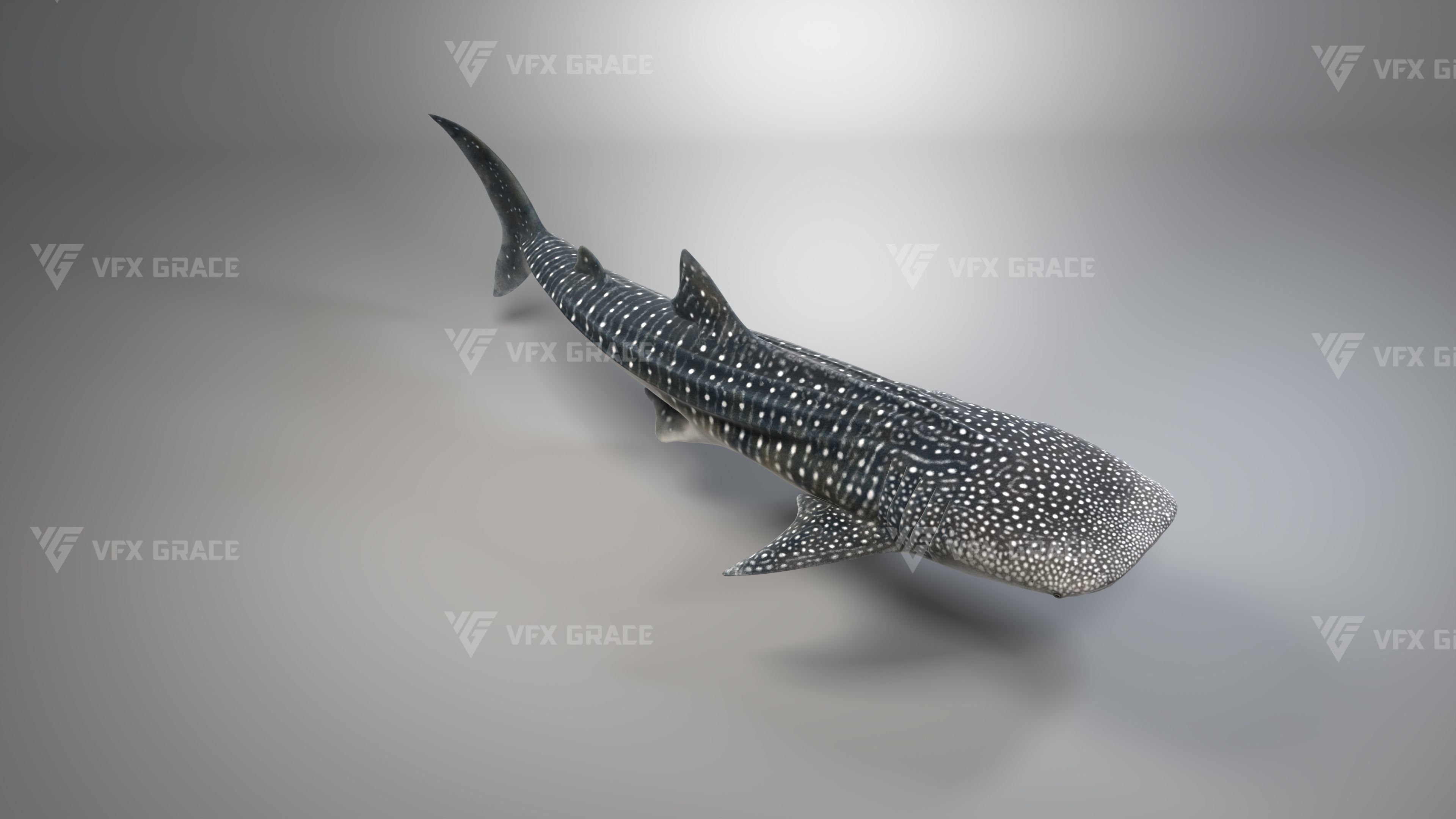 Whale Shark Animation - VFX Grace 3D model_4