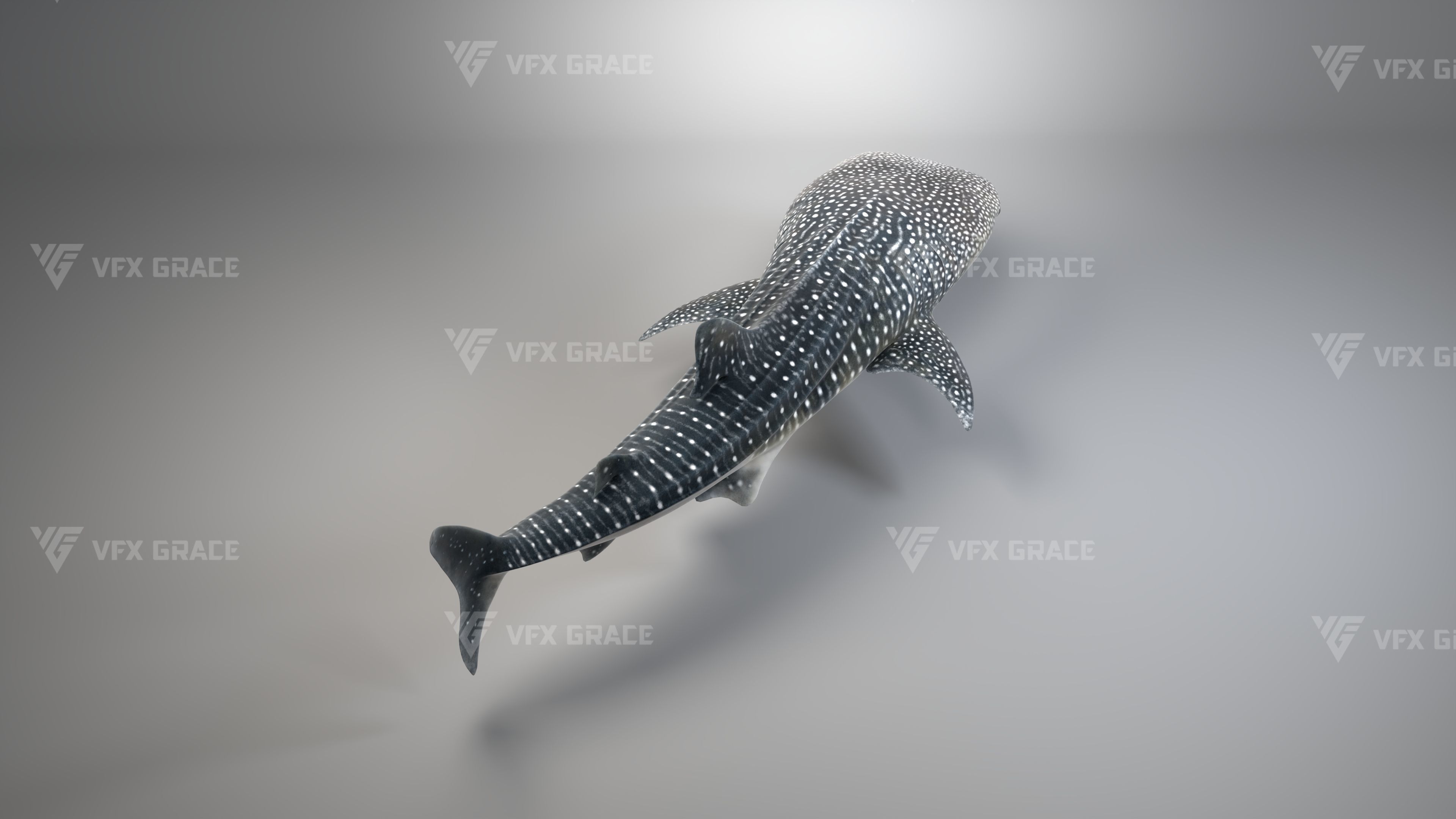 Whale Shark Animation - VFX Grace 3D model_6