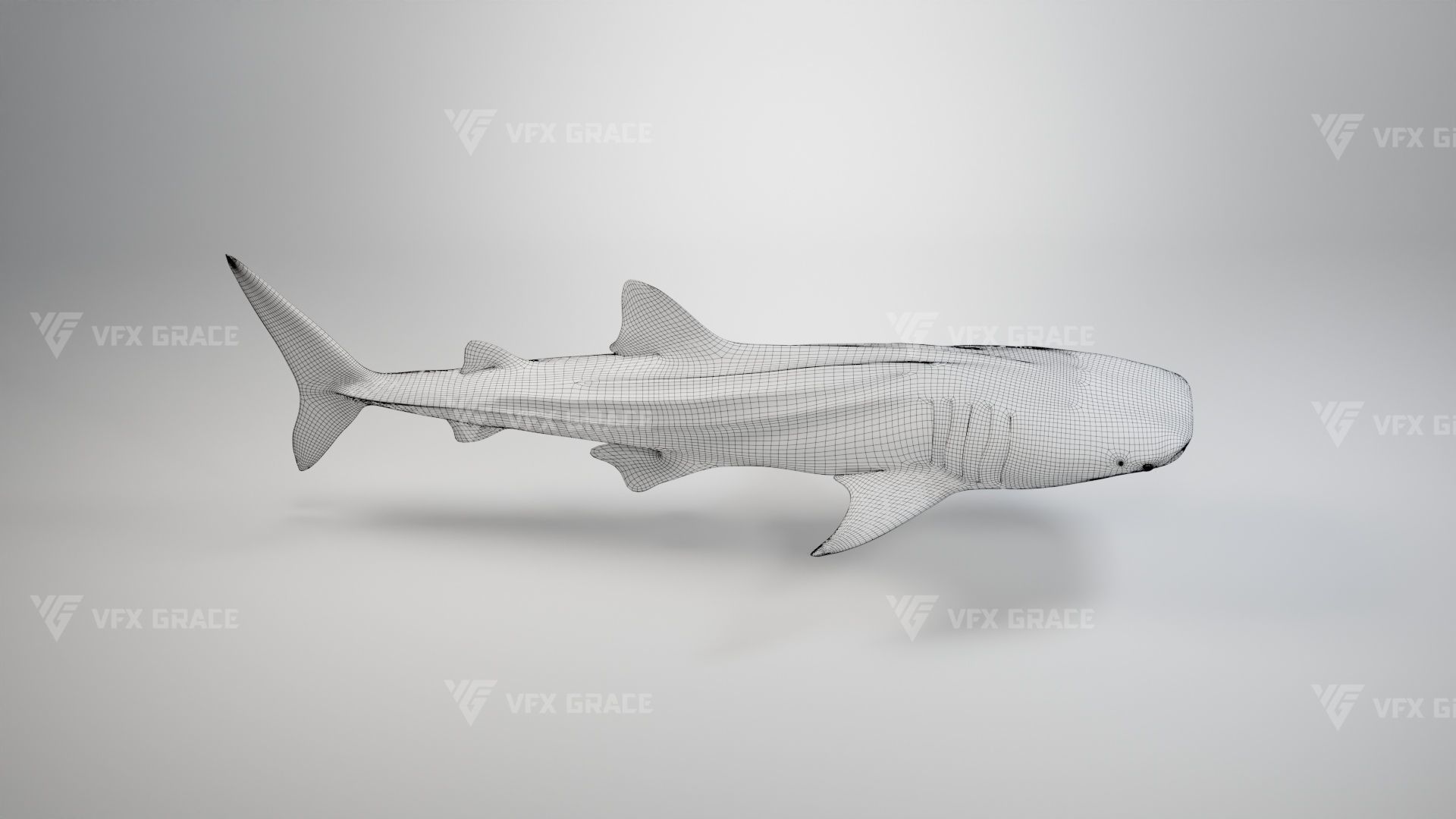 Whale Shark Animation - VFX Grace 3D model_15