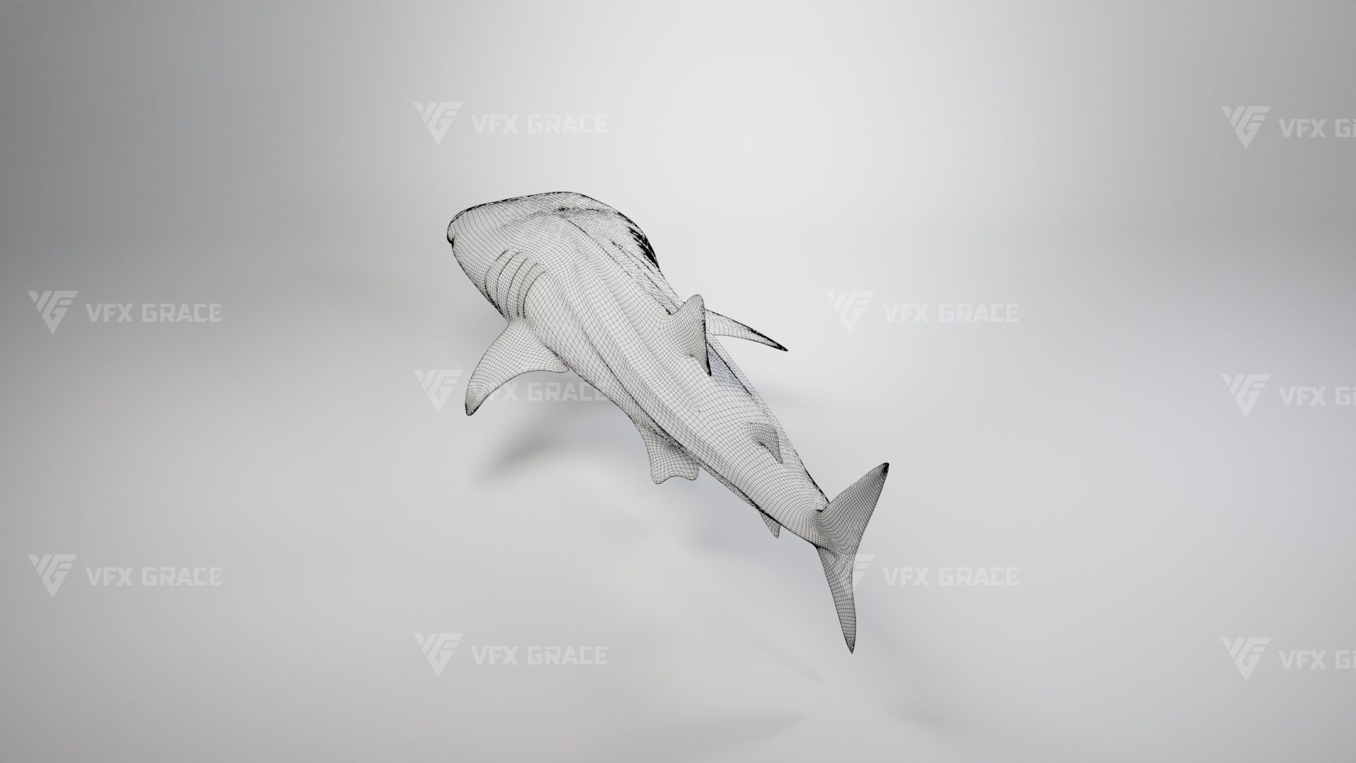 Whale Shark Animation - VFX Grace 3D model_16