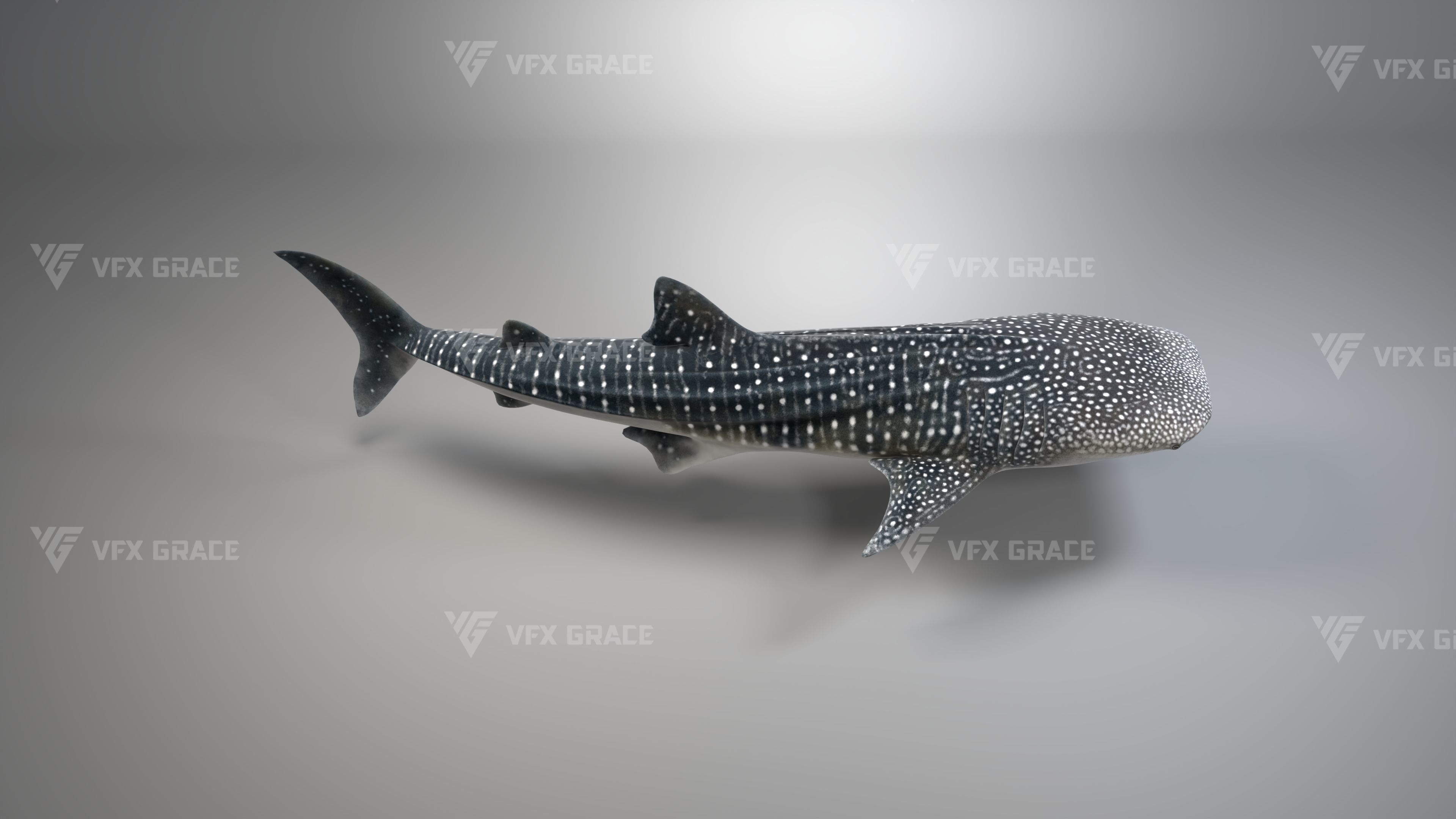 Whale Shark Animation - VFX Grace 3D model_5