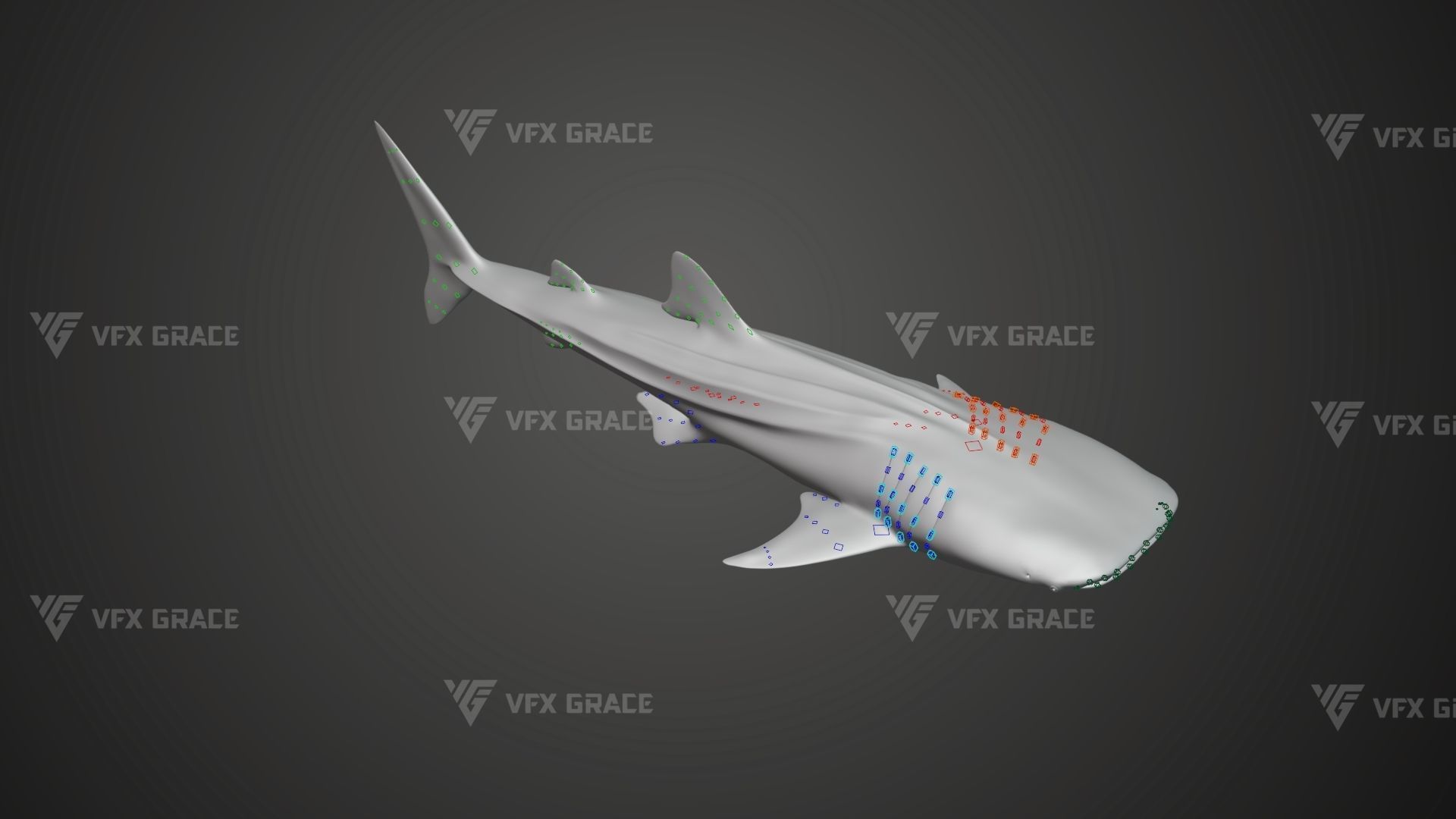 Whale Shark Animation - VFX Grace 3D model_11