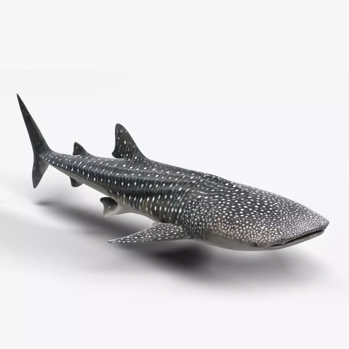 Whale Shark Animation - VFX Grace 3D model_0